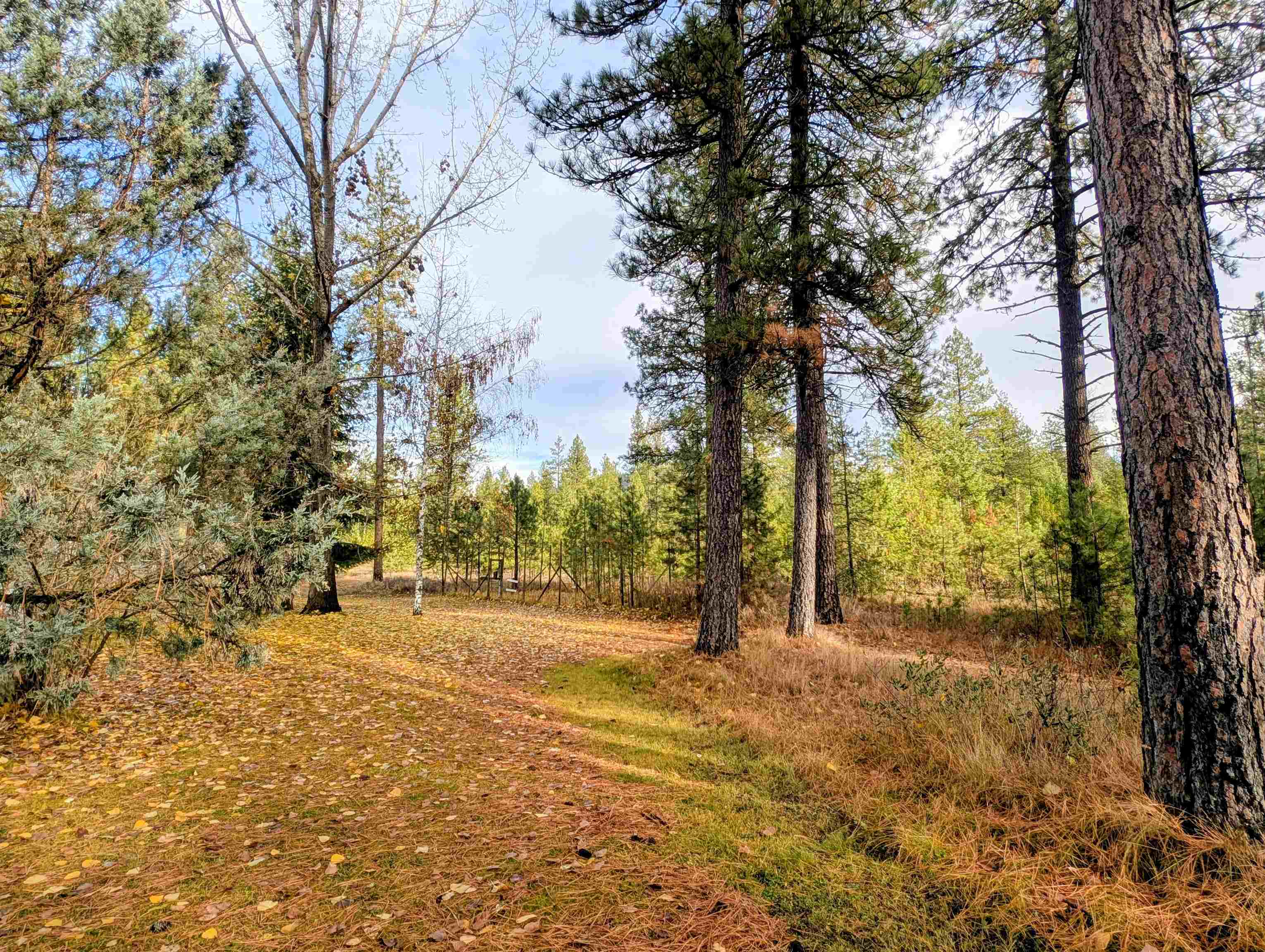 4040 Lyon And Moss Road Loon Lake, WA 99148 - Photo 4 of 49