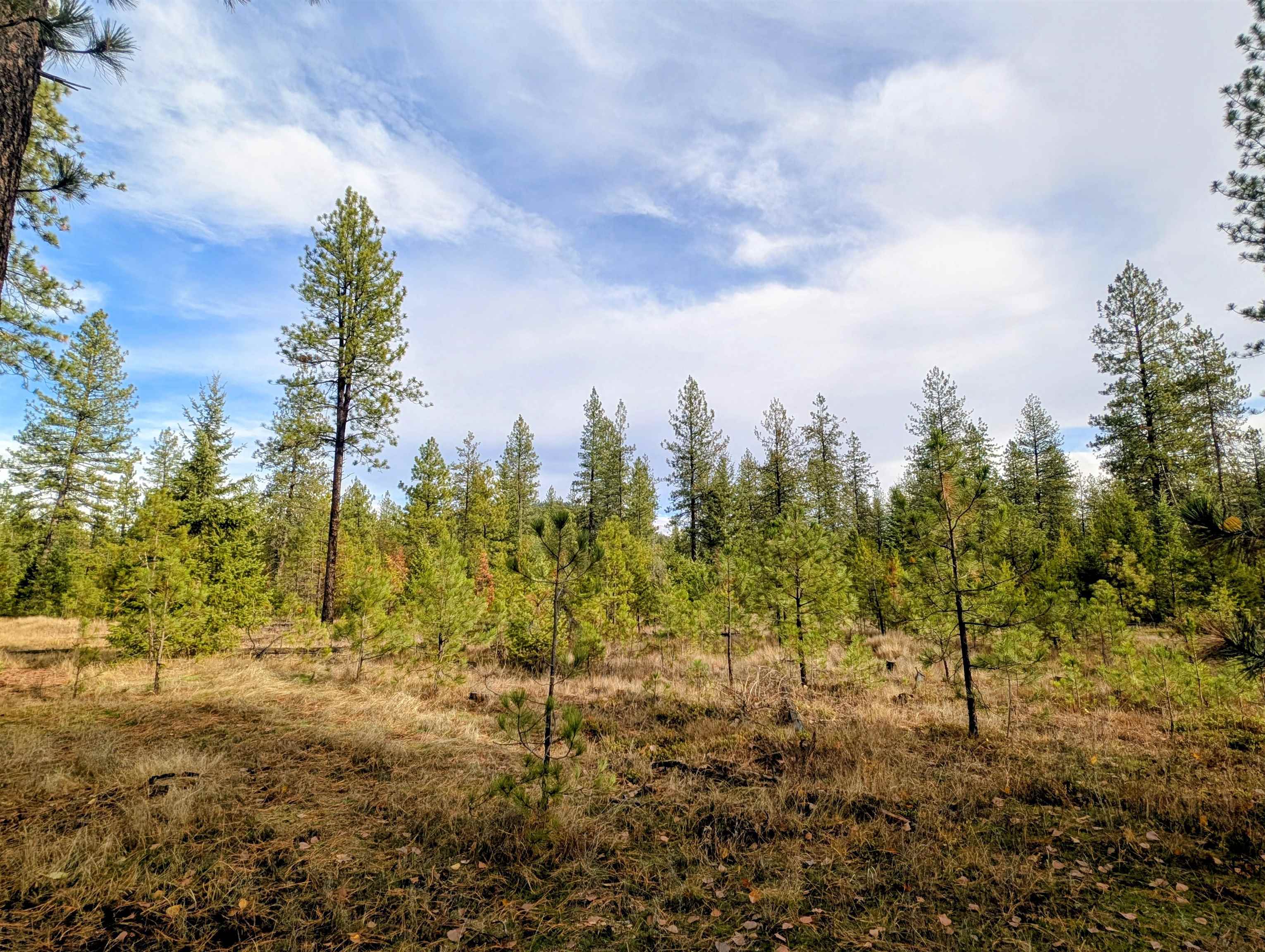 4040 Lyon And Moss Road Loon Lake, WA 99148 - Photo 43 of 49