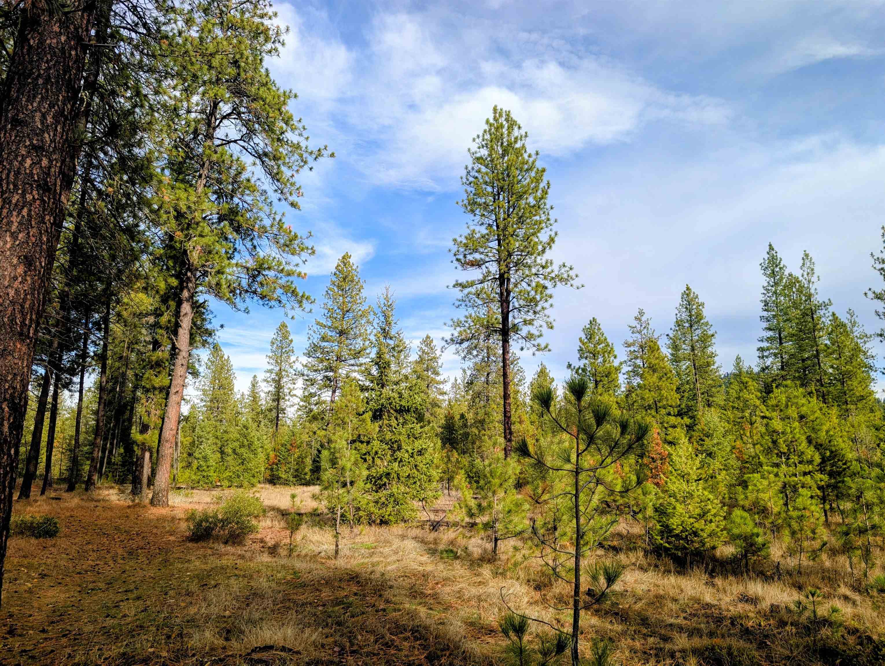 4040 Lyon And Moss Road Loon Lake, WA 99148 - Photo 44 of 49