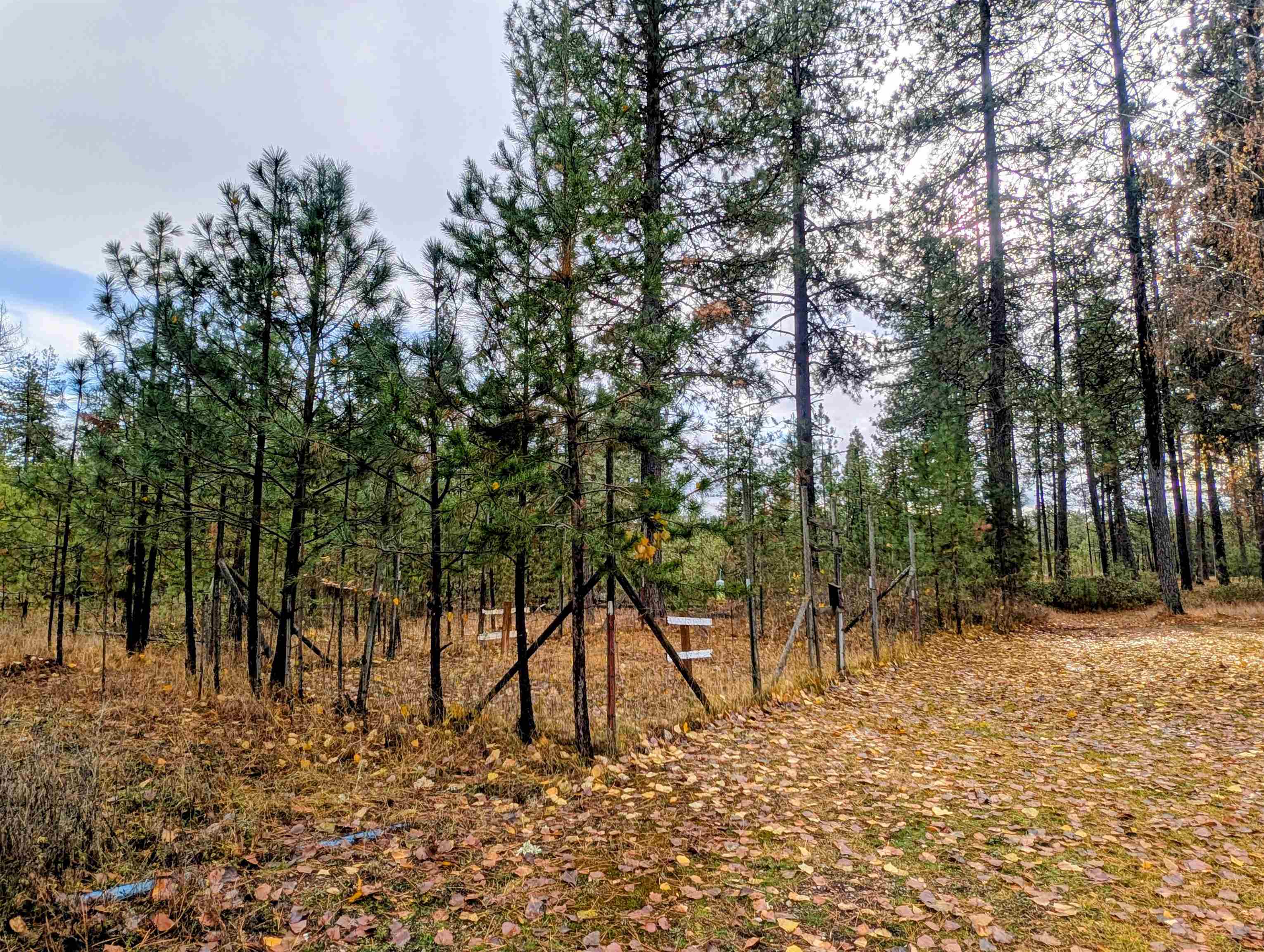 4040 Lyon And Moss Road Loon Lake, WA 99148 - Photo 47 of 49