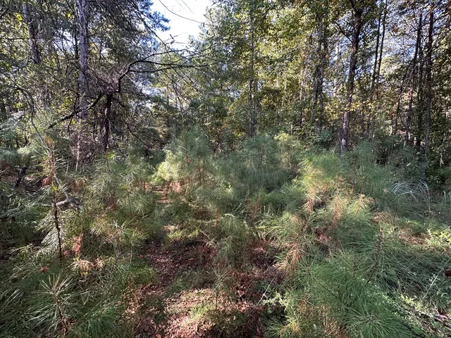 a view of a forest with lush green forest