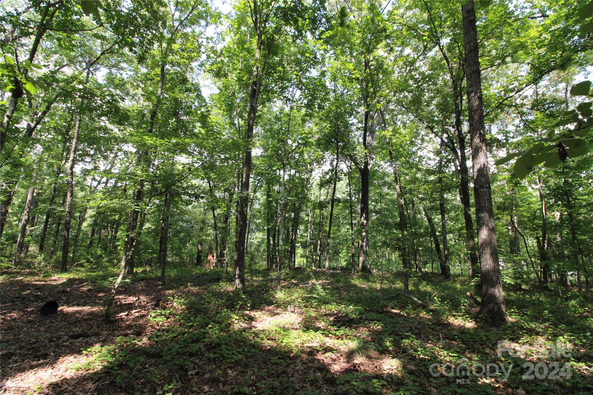 2075 Connor Road Chester, SC 29706 - Photo 11 of 13 a view of a forest