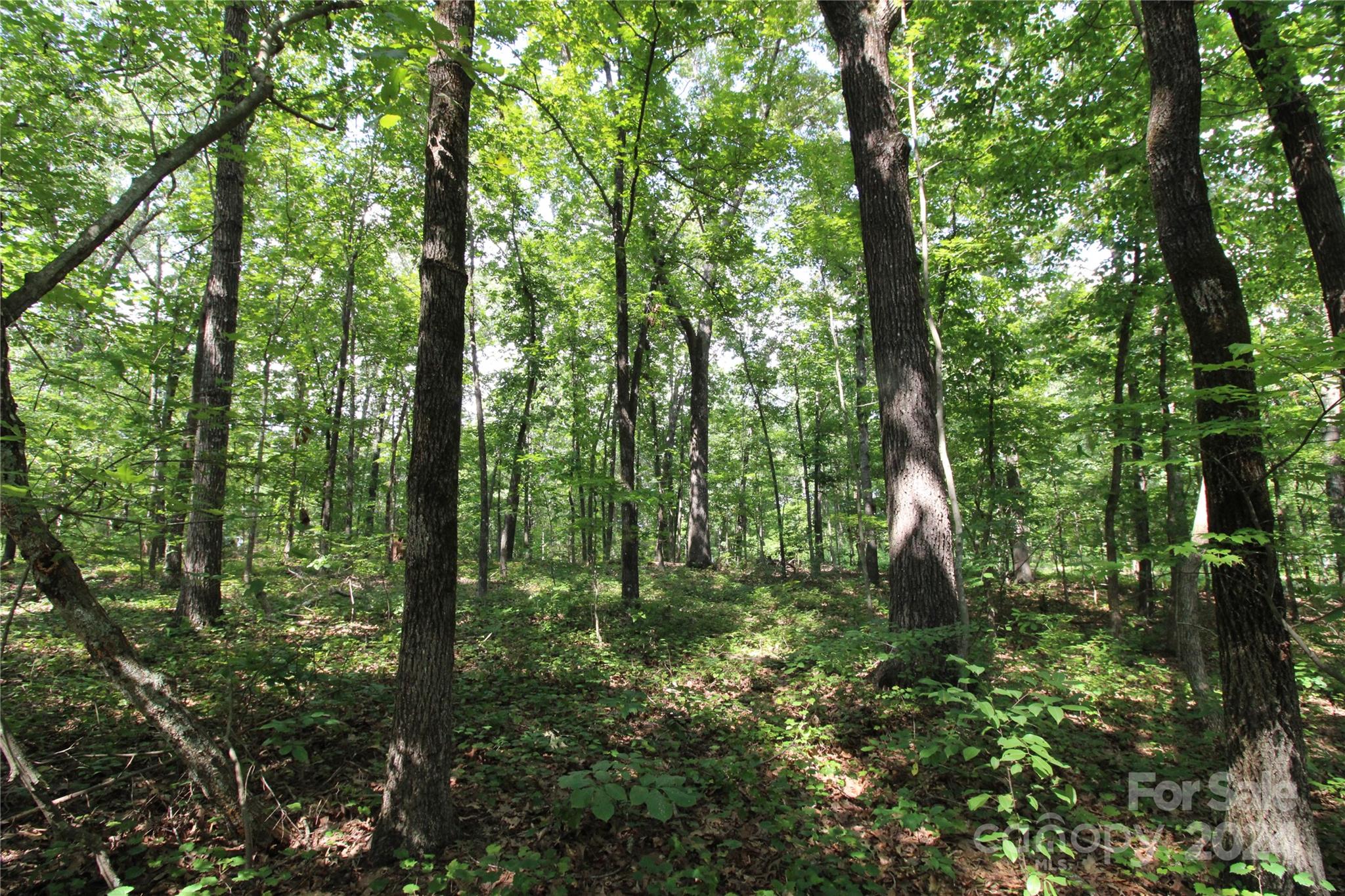 2075 Connor Road Chester, SC 29706 - Photo 12 of 13 a large green field with lots of trees