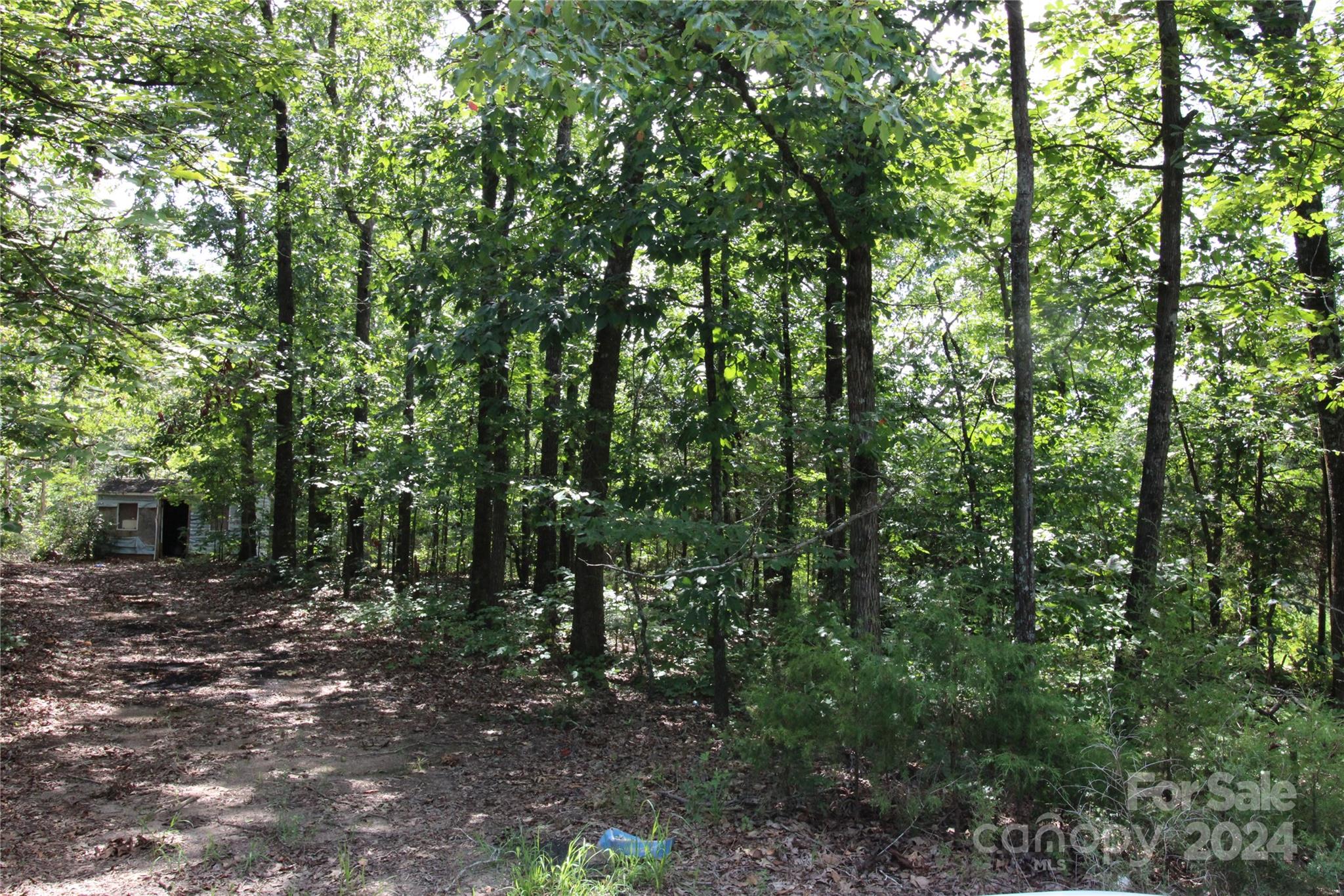 2075 Connor Road Chester, SC 29706 - Photo 7 of 13 a view of a forest with trees in the background