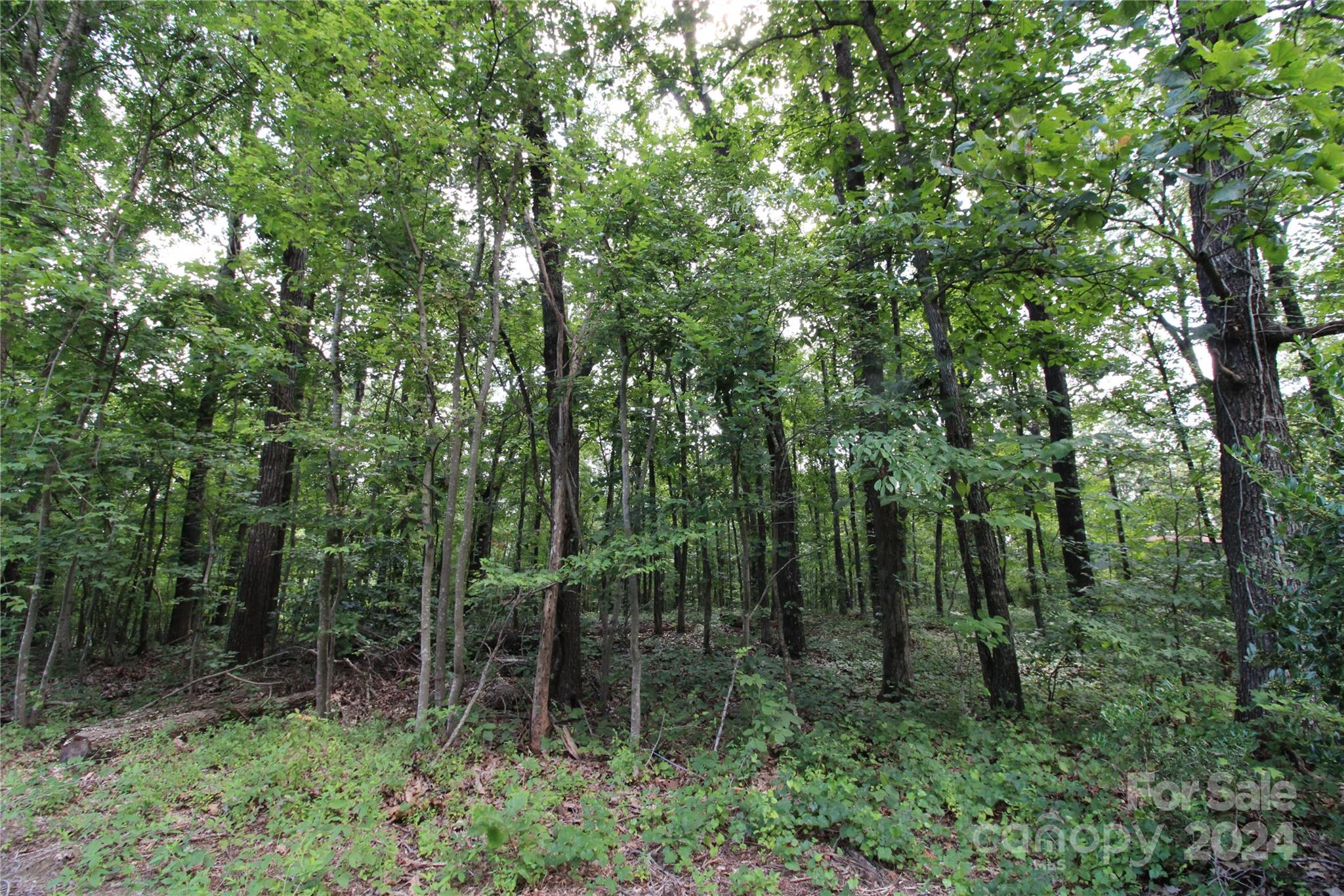 2075 Connor Road Chester, SC 29706 - Photo 8 of 13 a view of forest