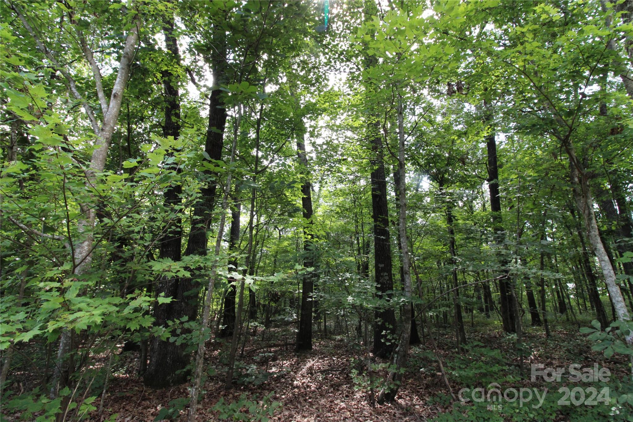 2075 Connor Road Chester, SC 29706 - Photo 9 of 13 a view of a forest with trees