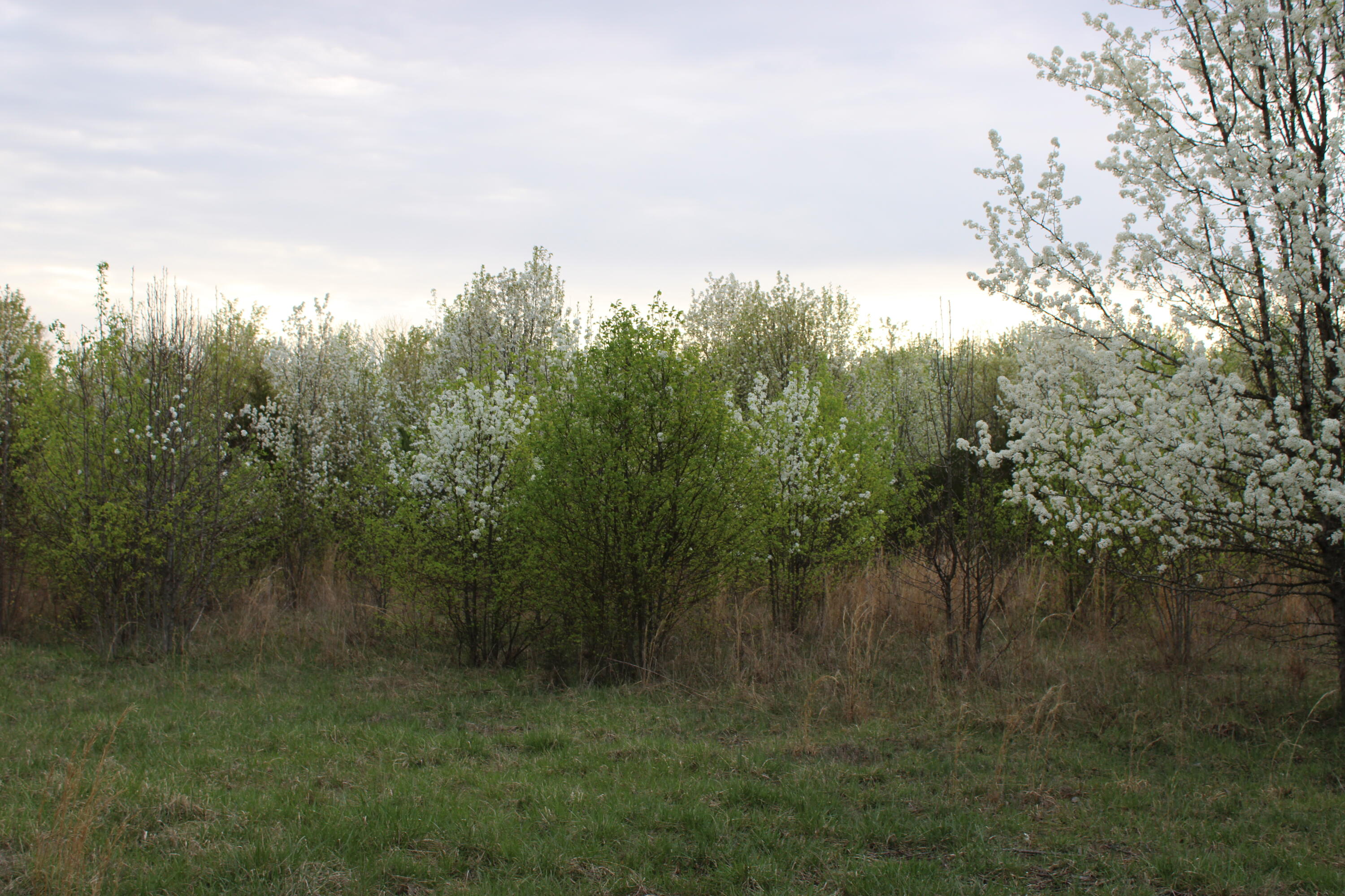 6969 Dogwood Road Grandview, TN 37337 - Photo 65 of 70 IMG_0047
