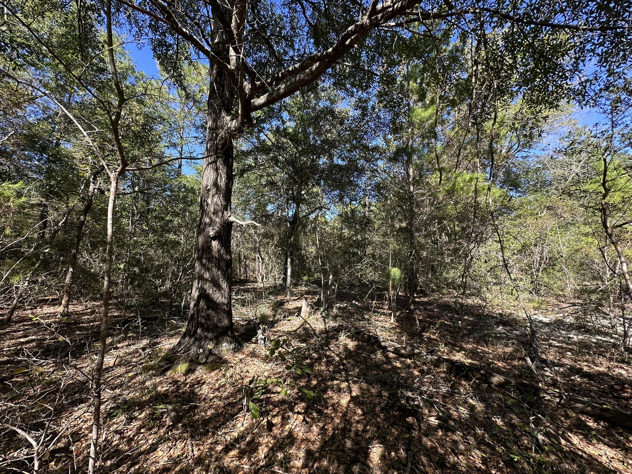 Tbd Bear Head Road Crestview, FL 32539 - Photo 12 of 14 a view of a yard with a tree