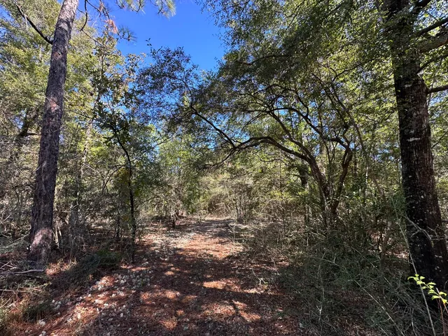 a view of outdoor space and trees