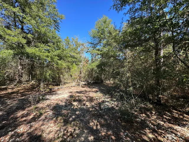 a view of a forest with trees in the background