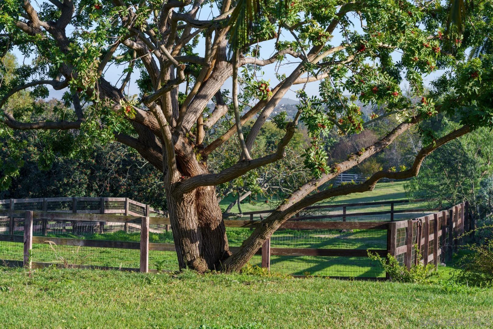 6531 Lago Lindo Rancho Santa Fe, CA 92067 - Photo 36 of 54 a backyard of a house with lots of green space