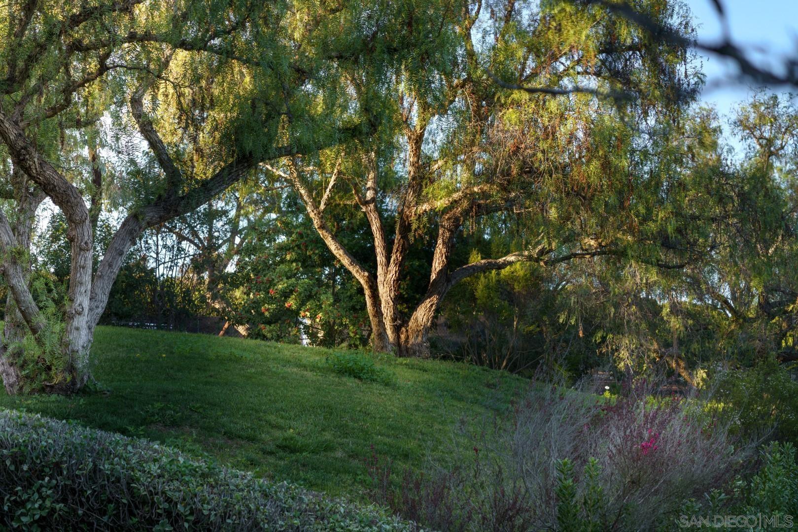 6531 Lago Lindo Rancho Santa Fe, CA 92067 - Photo 37 of 54 a view of a trees with a yard