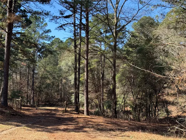a view of a trees in a yard