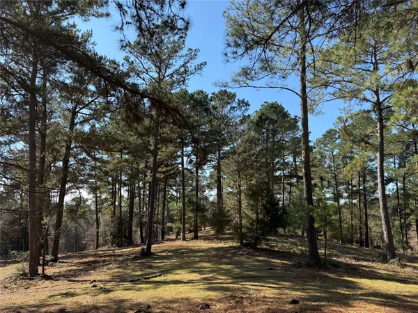 a view of a water fountain in the middle of a forest