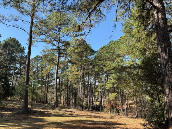 a view of forest