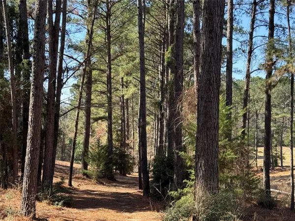 a view of yard with trees