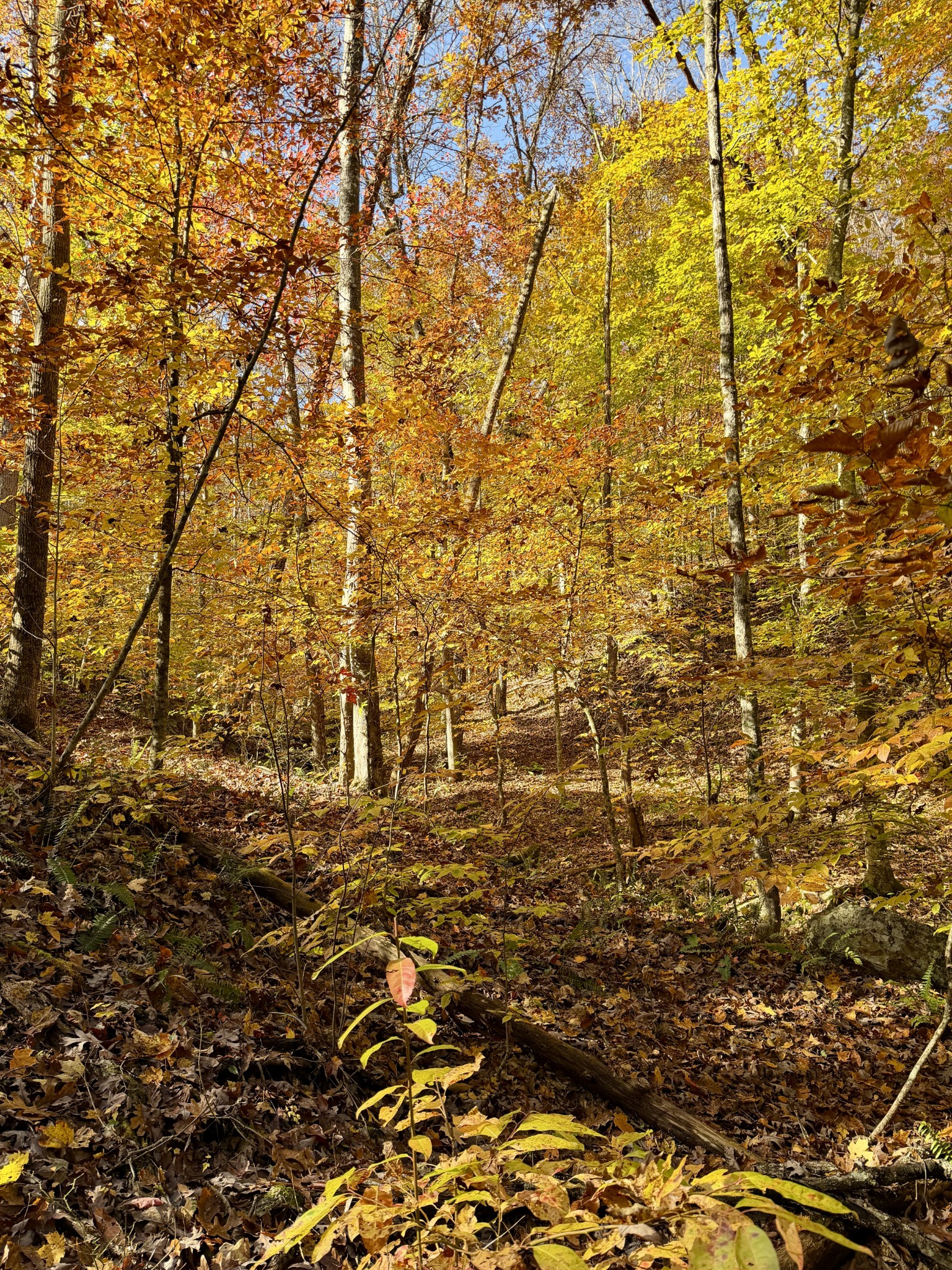 1 East Robbins Road East Robbins, TN 37852 - Photo 13 of 76