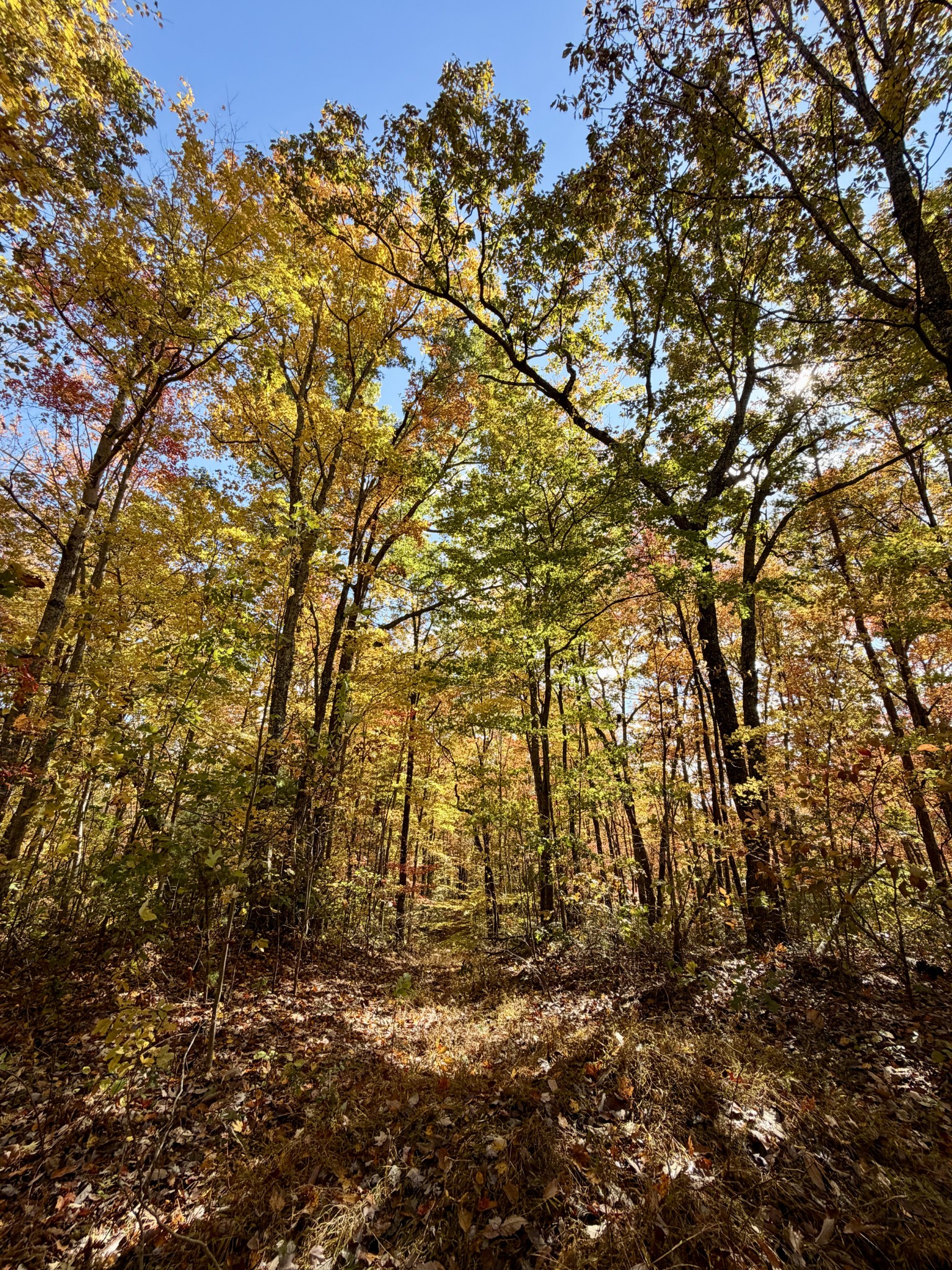 1 East Robbins Road East Robbins, TN 37852 - Photo 17 of 76 a view of a yard with a tree