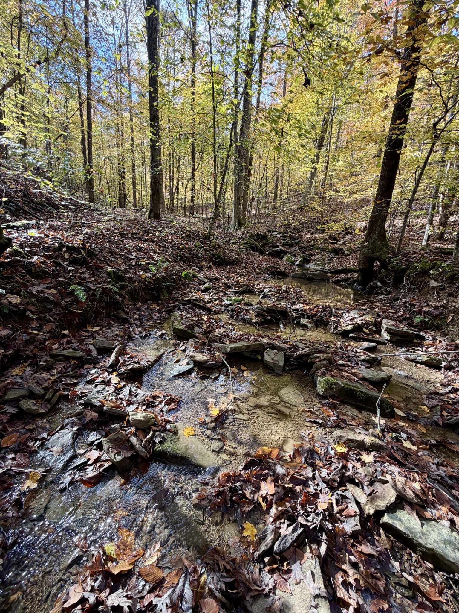 1 East Robbins Road East Robbins, TN 37852 - Photo 19 of 76 a view of a yard with lots of bushes
