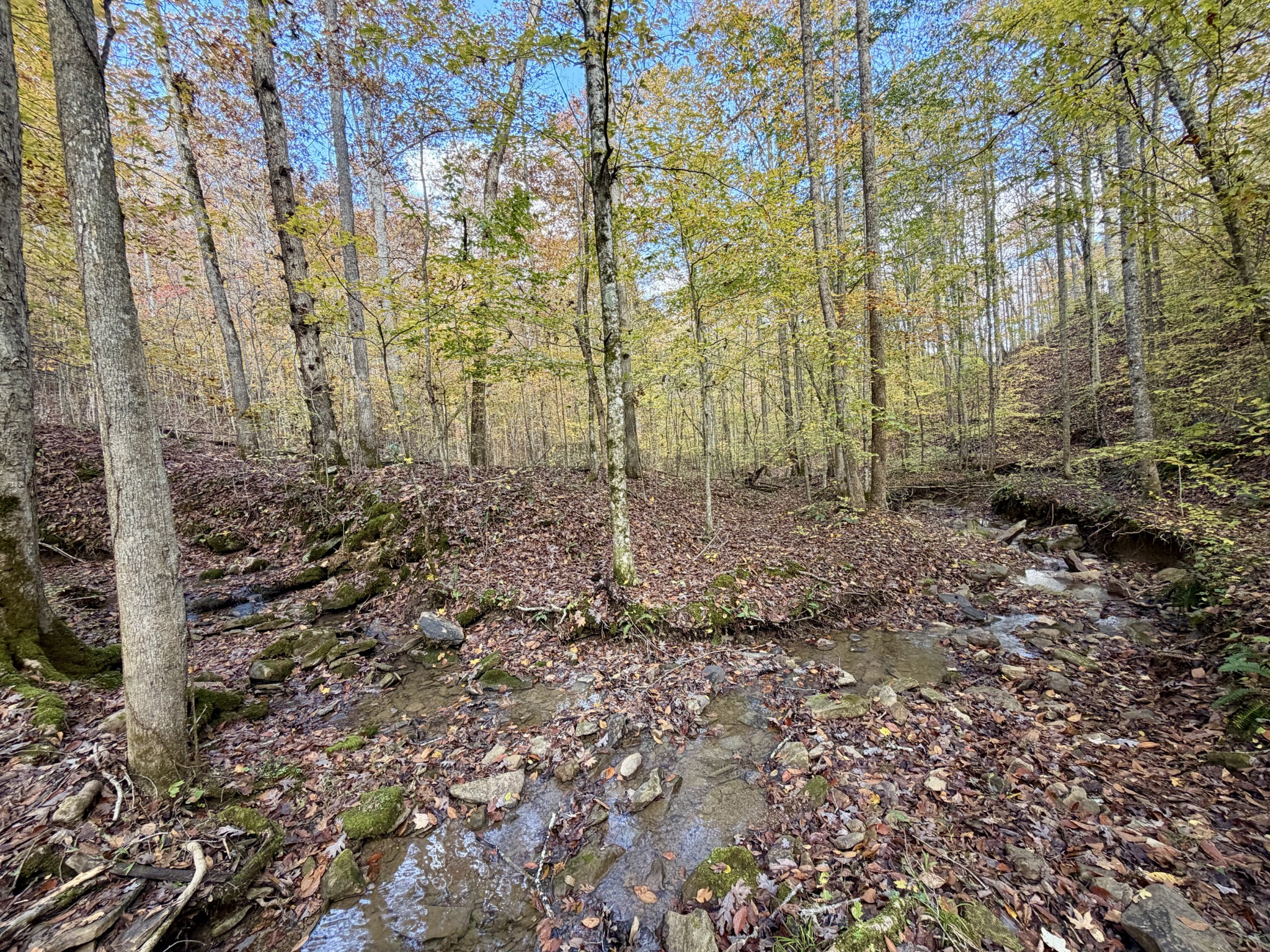 1 East Robbins Road East Robbins, TN 37852 - Photo 21 of 76 a view of a yard with lots of trees
