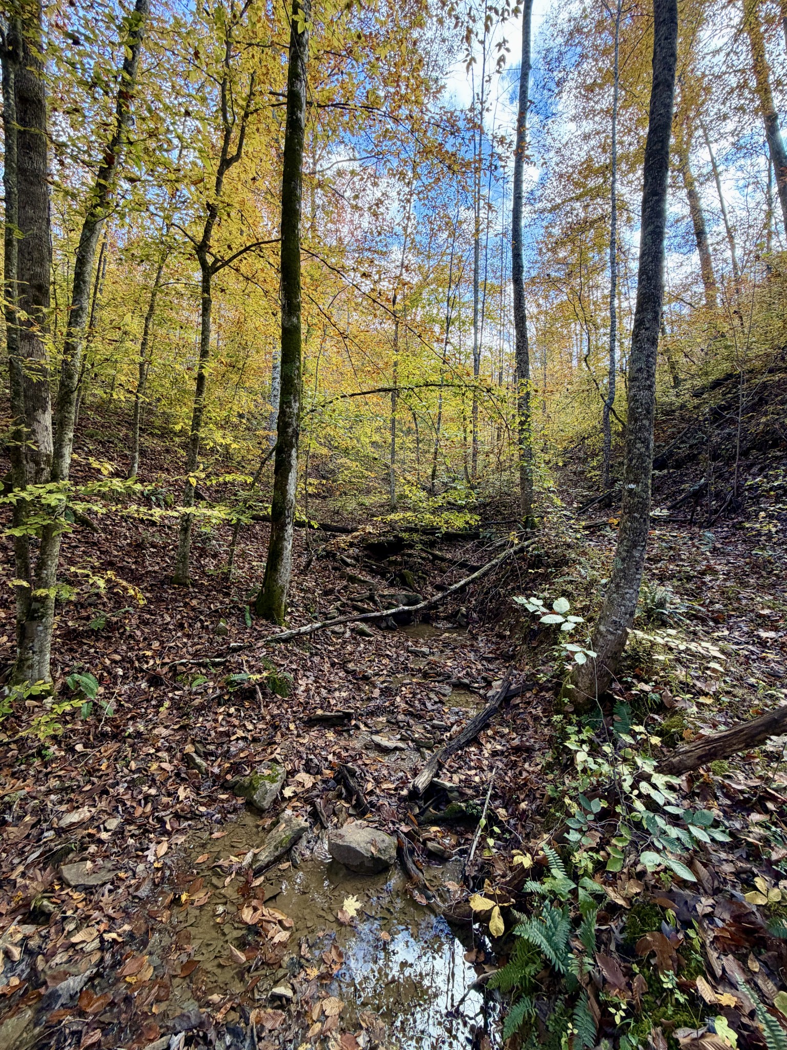 1 East Robbins Road East Robbins, TN 37852 - Photo 22 of 76 a view of a yard with trees