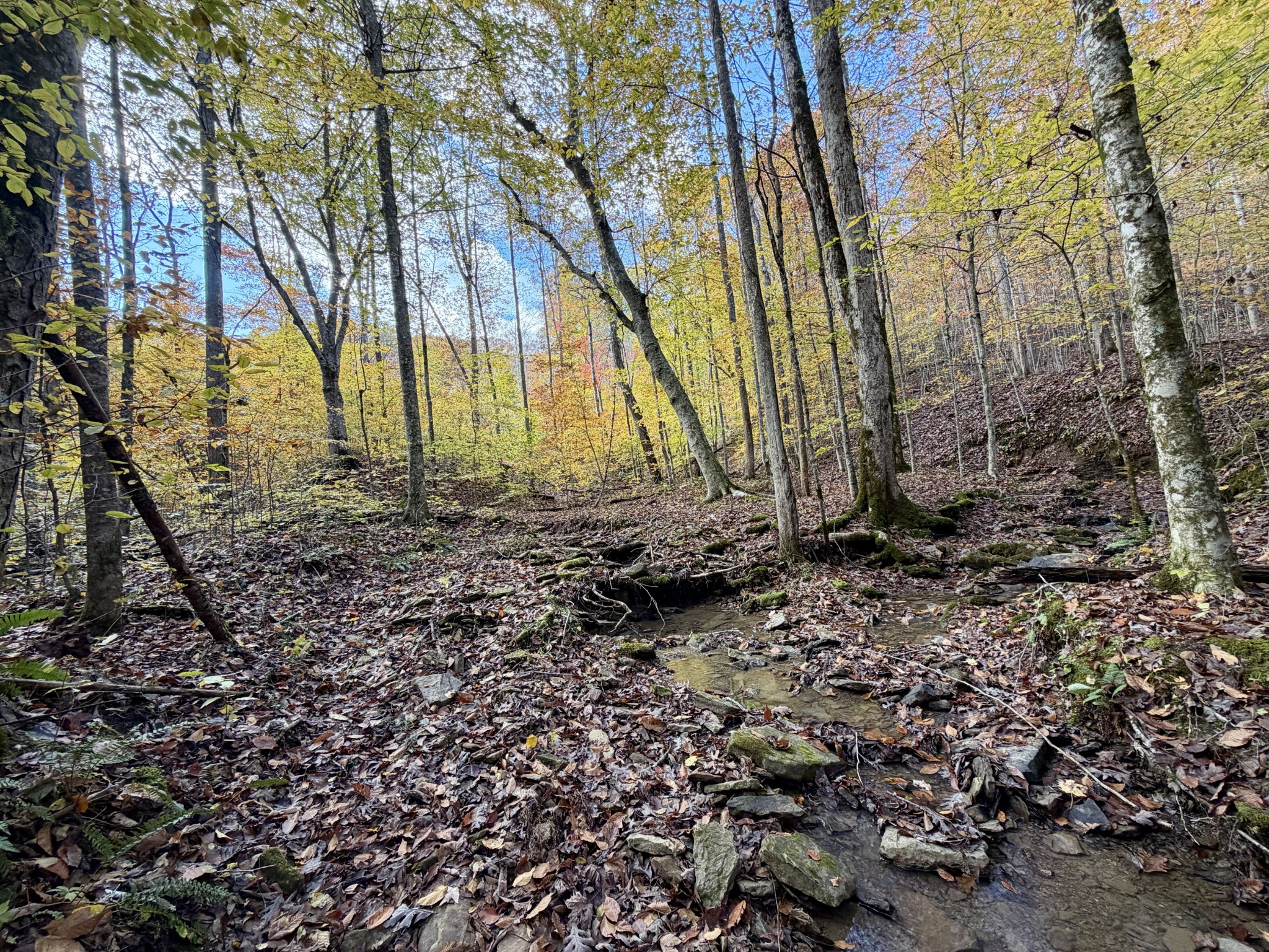1 East Robbins Road East Robbins, TN 37852 - Photo 23 of 76 a view of backyard of house