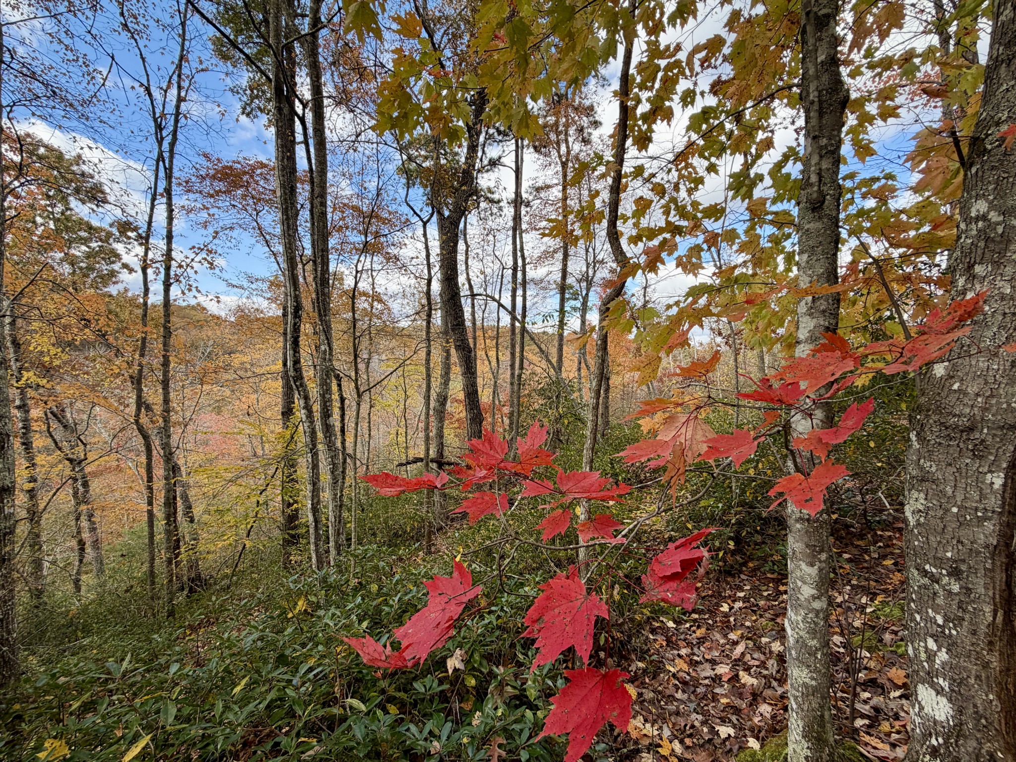 1 East Robbins Road East Robbins, TN 37852 - Photo 33 of 76 a view of a flower arrangement in a backyard