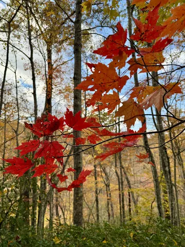 a view of a yard with trees