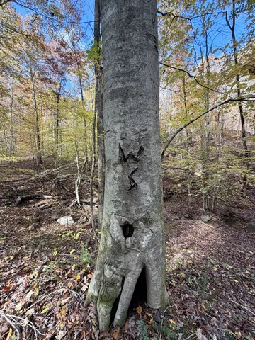 a view of a yard with lots of bushes