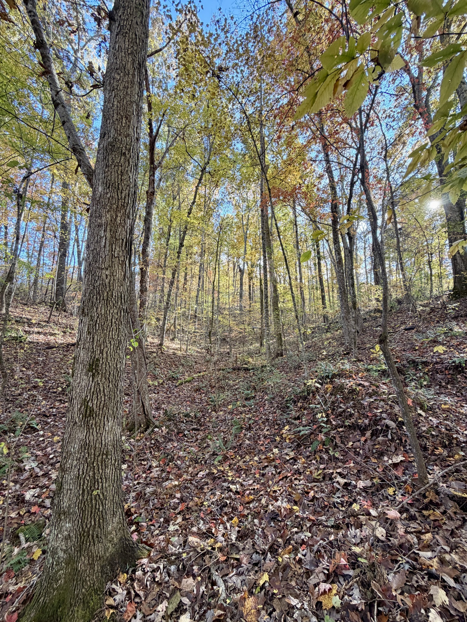 1 East Robbins Road East Robbins, TN 37852 - Photo 36 of 76 a view of backyard with tree