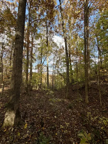 a view of a yard with lots of trees