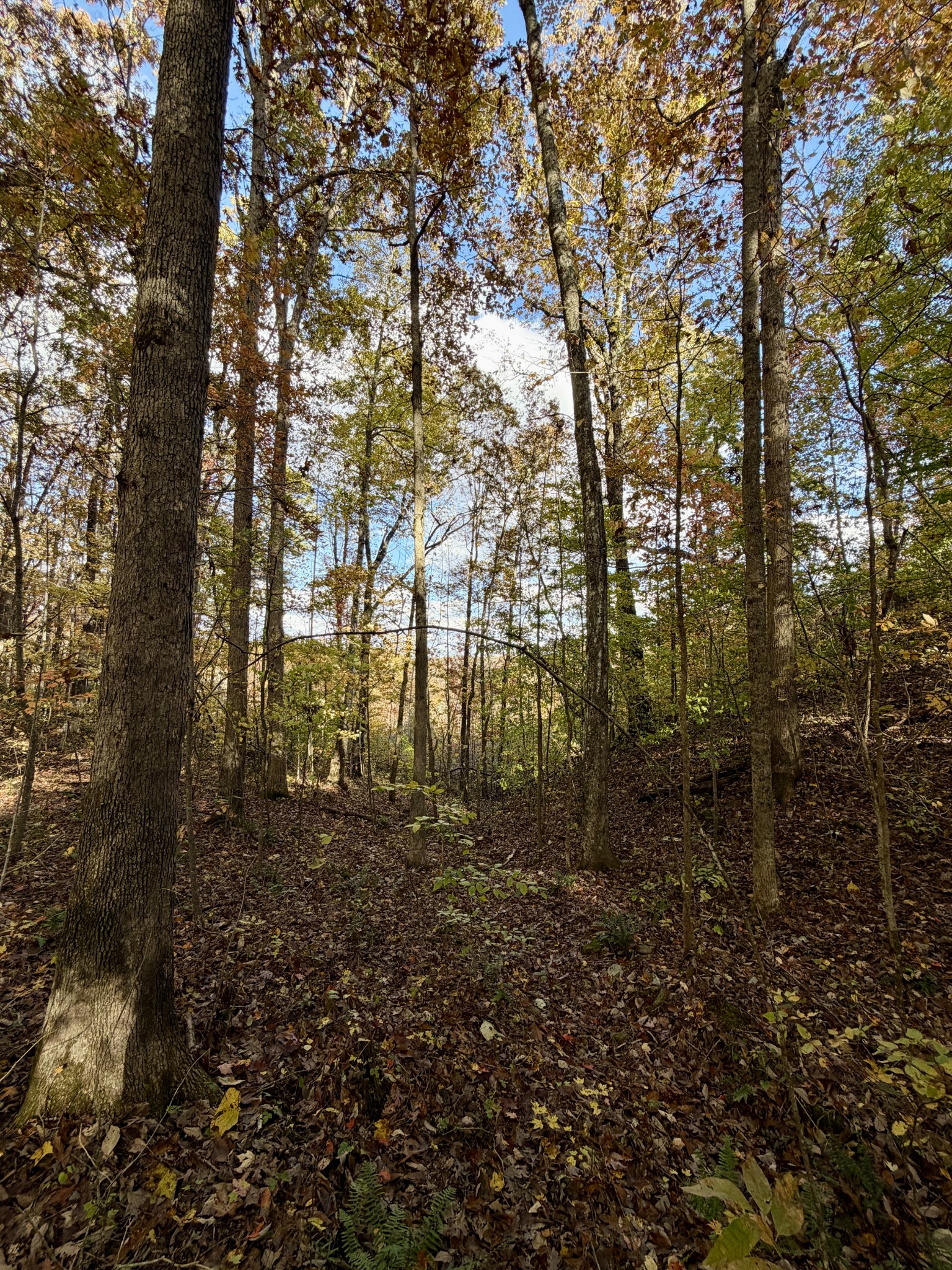 1 East Robbins Road East Robbins, TN 37852 - Photo 39 of 76 a view of a yard with lots of bushes
