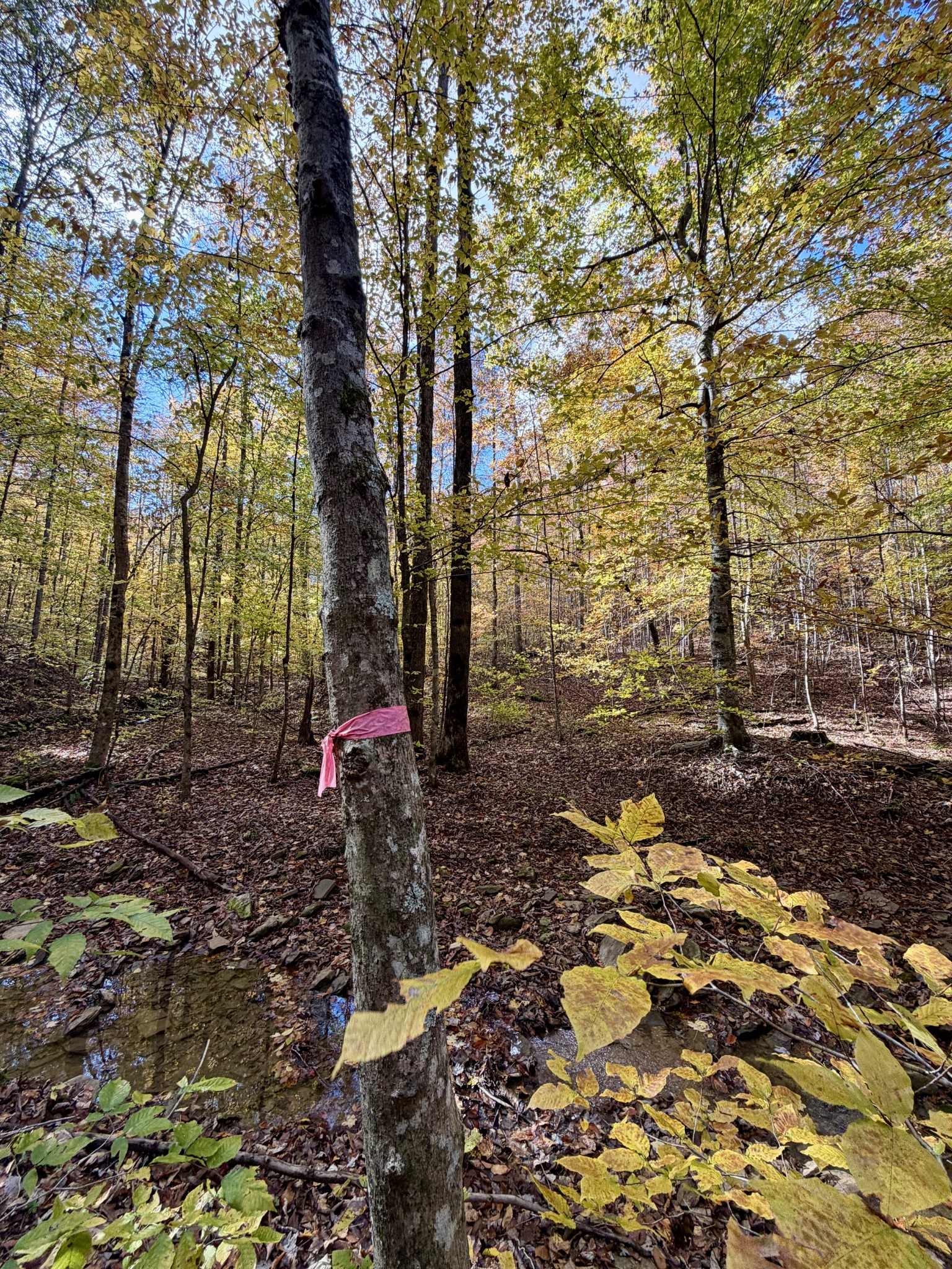 1 East Robbins Road East Robbins, TN 37852 - Photo 41 of 76 a flag is sitting in the middle of the forest