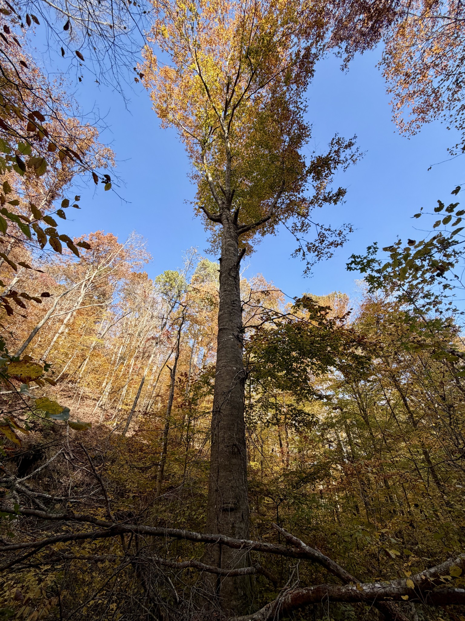 1 East Robbins Road East Robbins, TN 37852 - Photo 42 of 76 a view of a tree with a yard