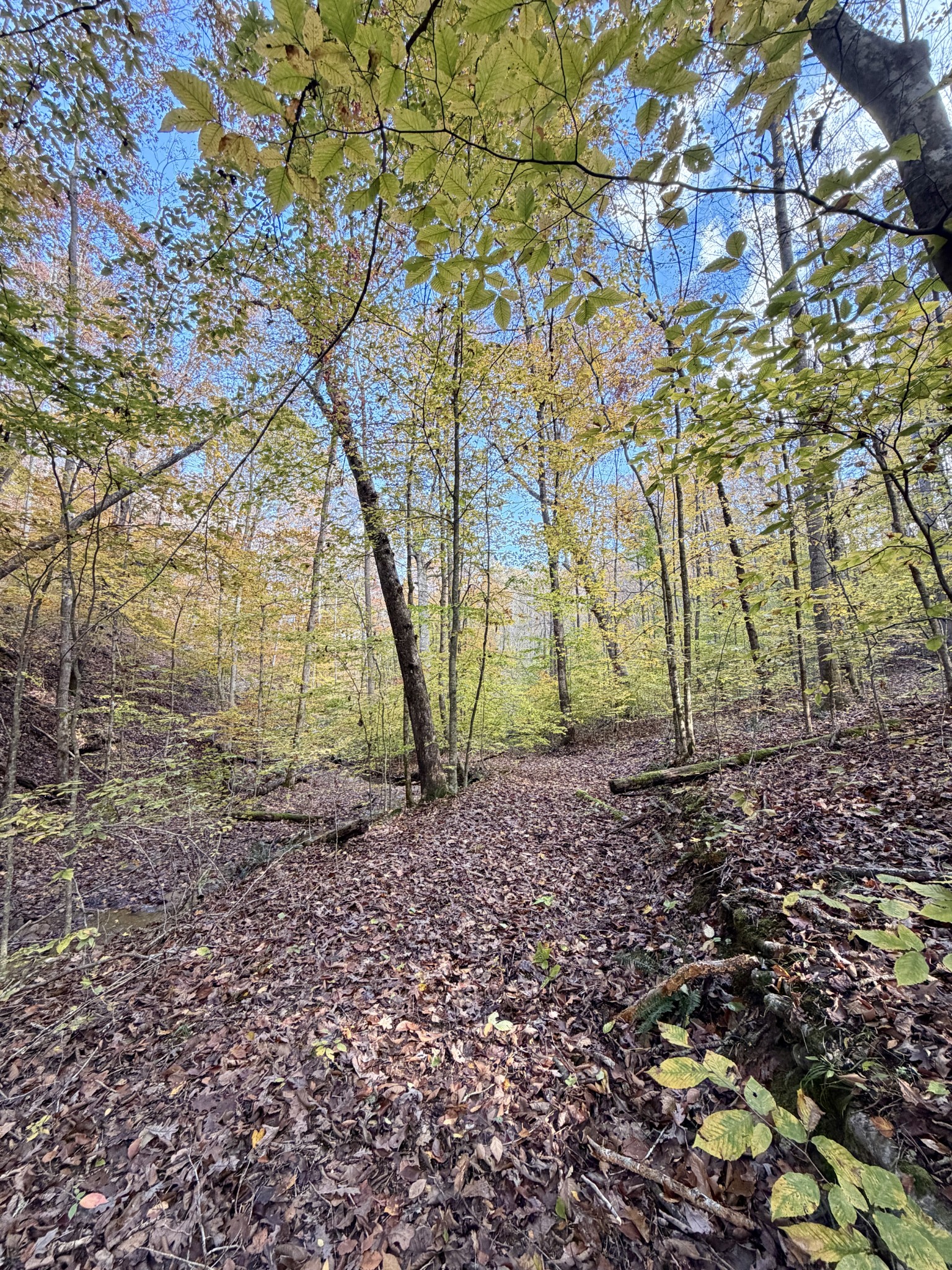1 East Robbins Road East Robbins, TN 37852 - Photo 43 of 76 a view of a yard with plants and trees