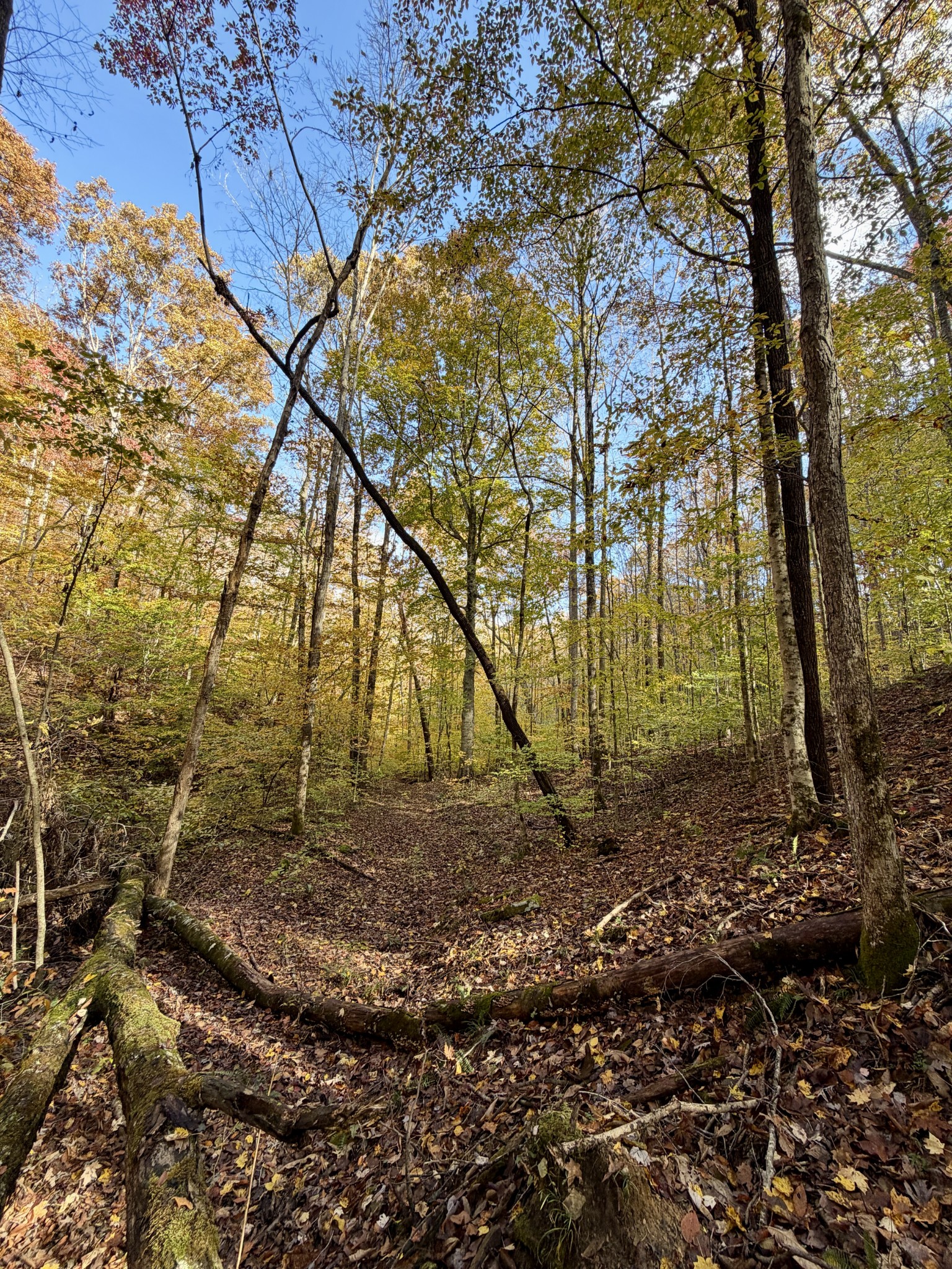 1 East Robbins Road East Robbins, TN 37852 - Photo 44 of 76 a backyard of a house with lots of green space