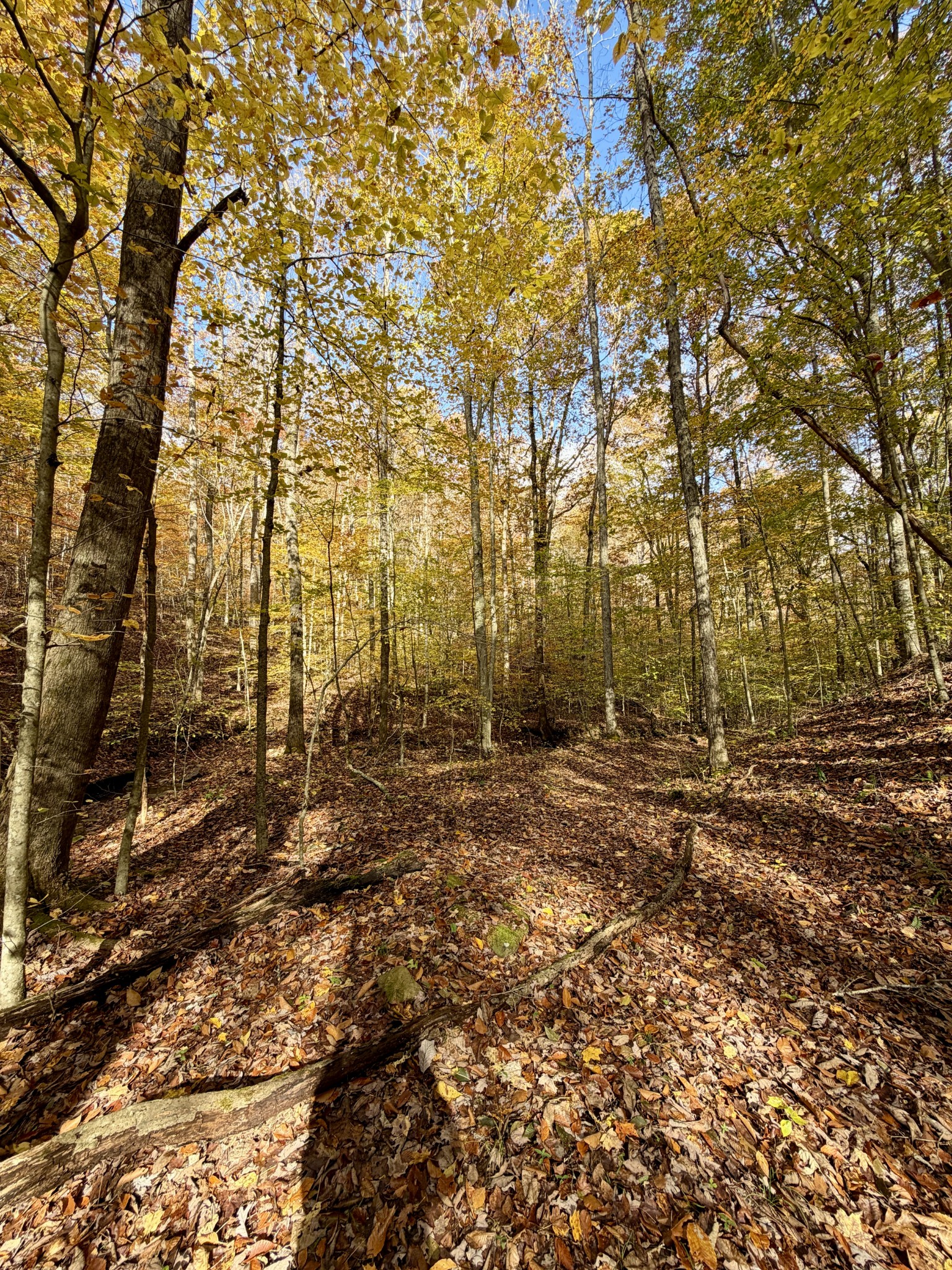 1 East Robbins Road East Robbins, TN 37852 - Photo 46 of 76 a view of a field with lots of bushes