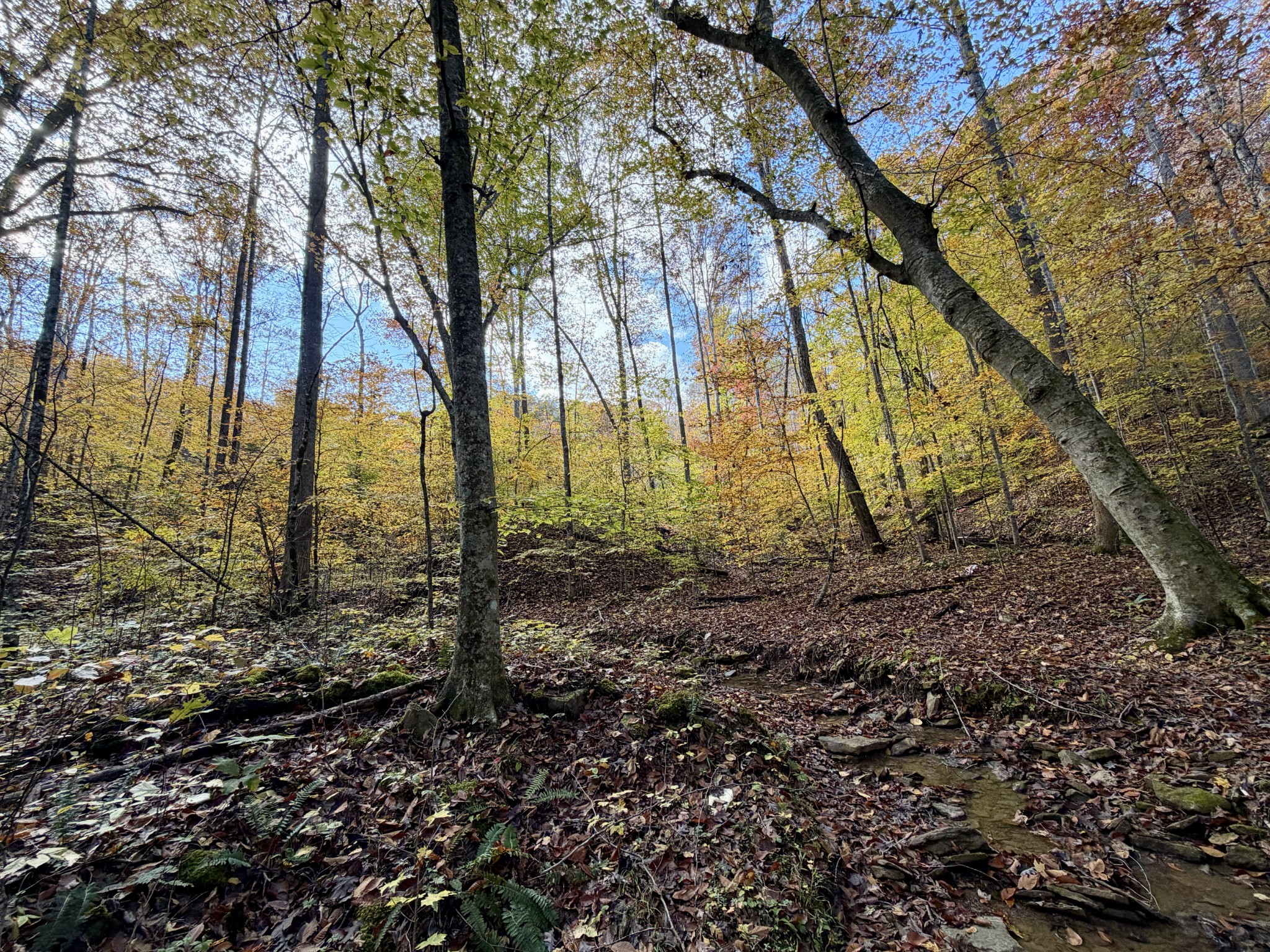 1 East Robbins Road East Robbins, TN 37852 - Photo 47 of 76 a view of a yard with trees