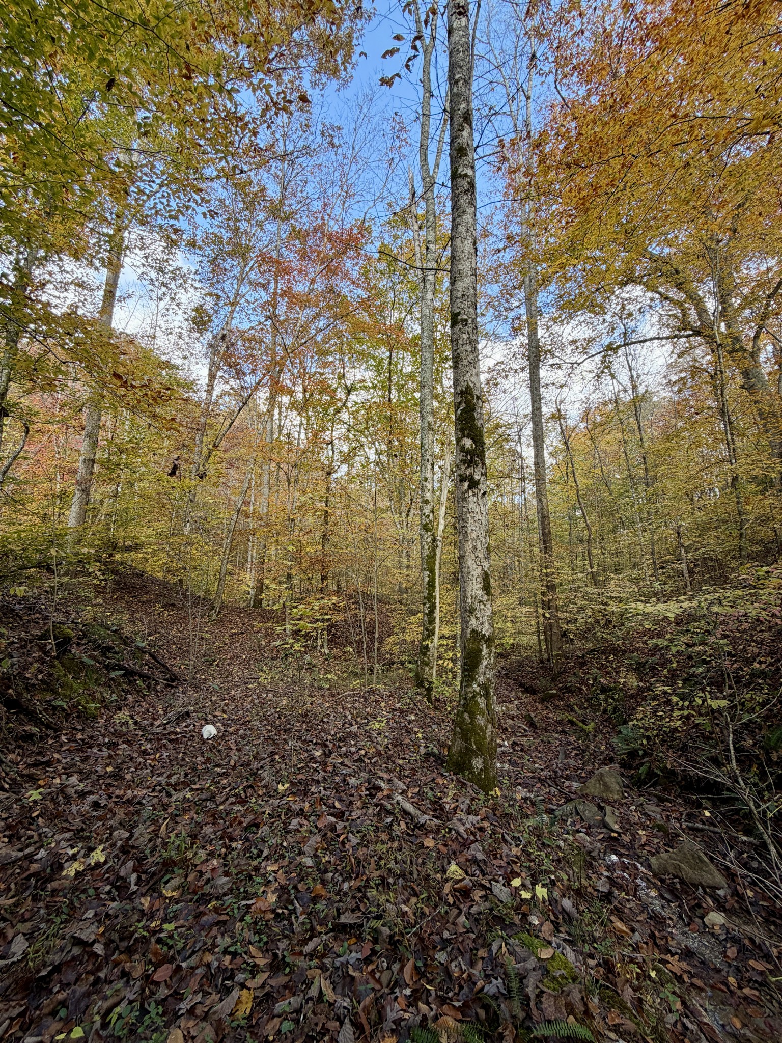 1 East Robbins Road East Robbins, TN 37852 - Photo 48 of 76 a view of a yard with lots of bushes