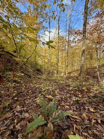 a view of a yard with lots of trees