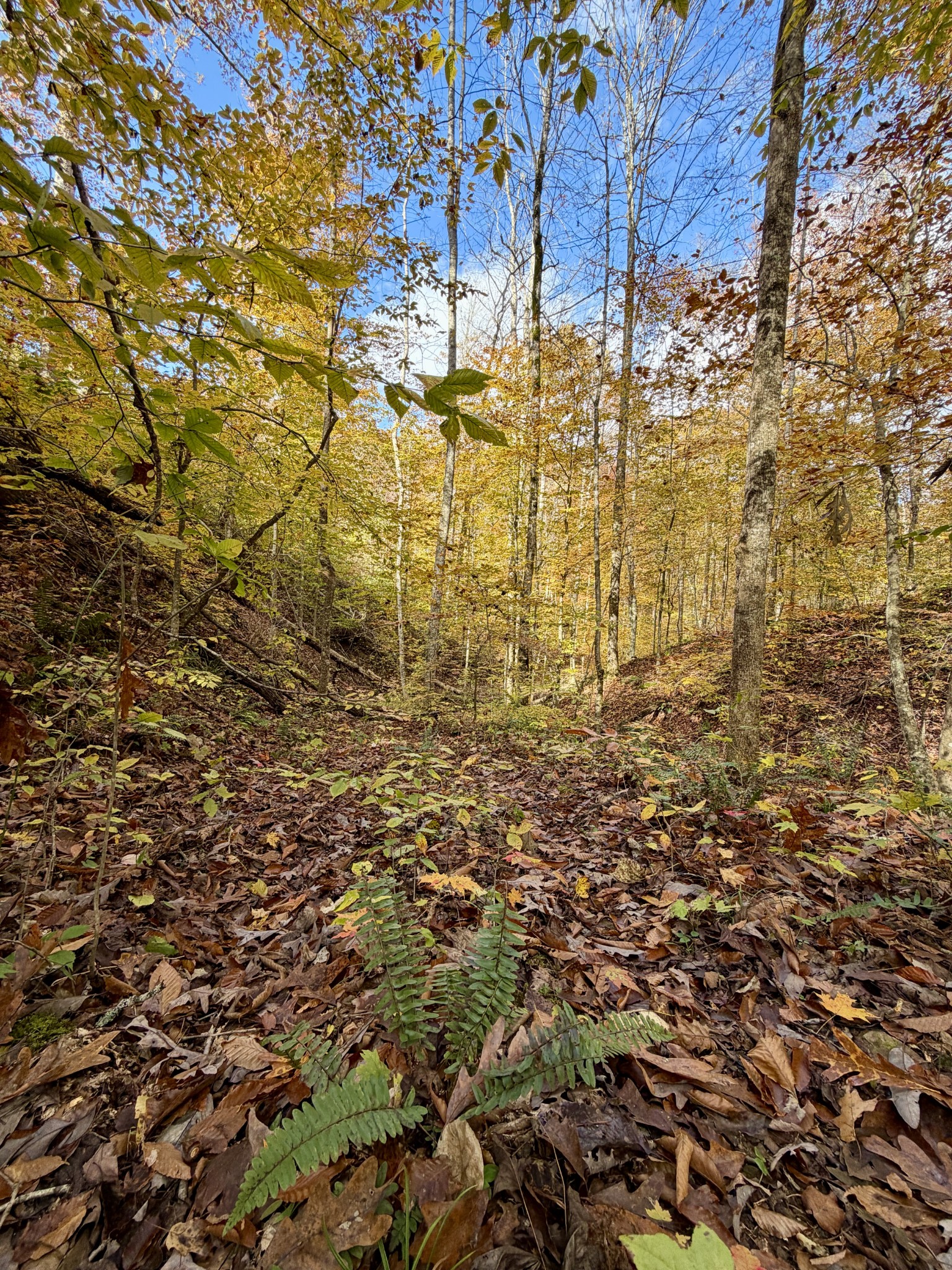 1 East Robbins Road East Robbins, TN 37852 - Photo 50 of 76