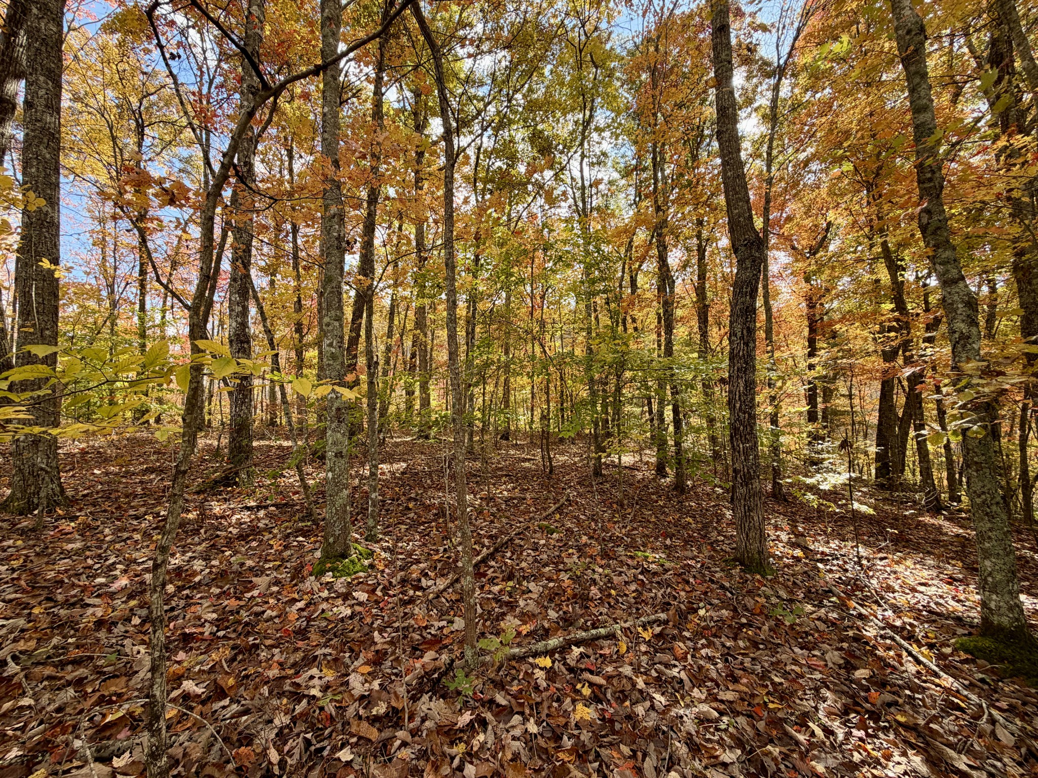 1 East Robbins Road East Robbins, TN 37852 - Photo 54 of 76