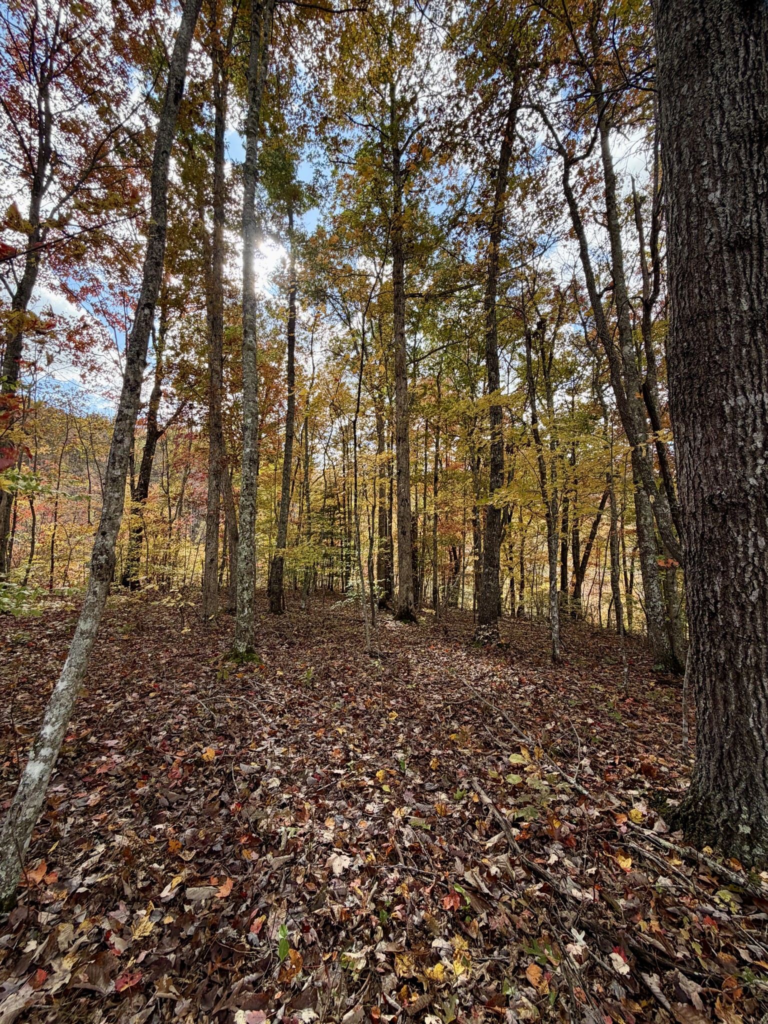 1 East Robbins Road East Robbins, TN 37852 - Photo 55 of 76 a view of a yard with large trees