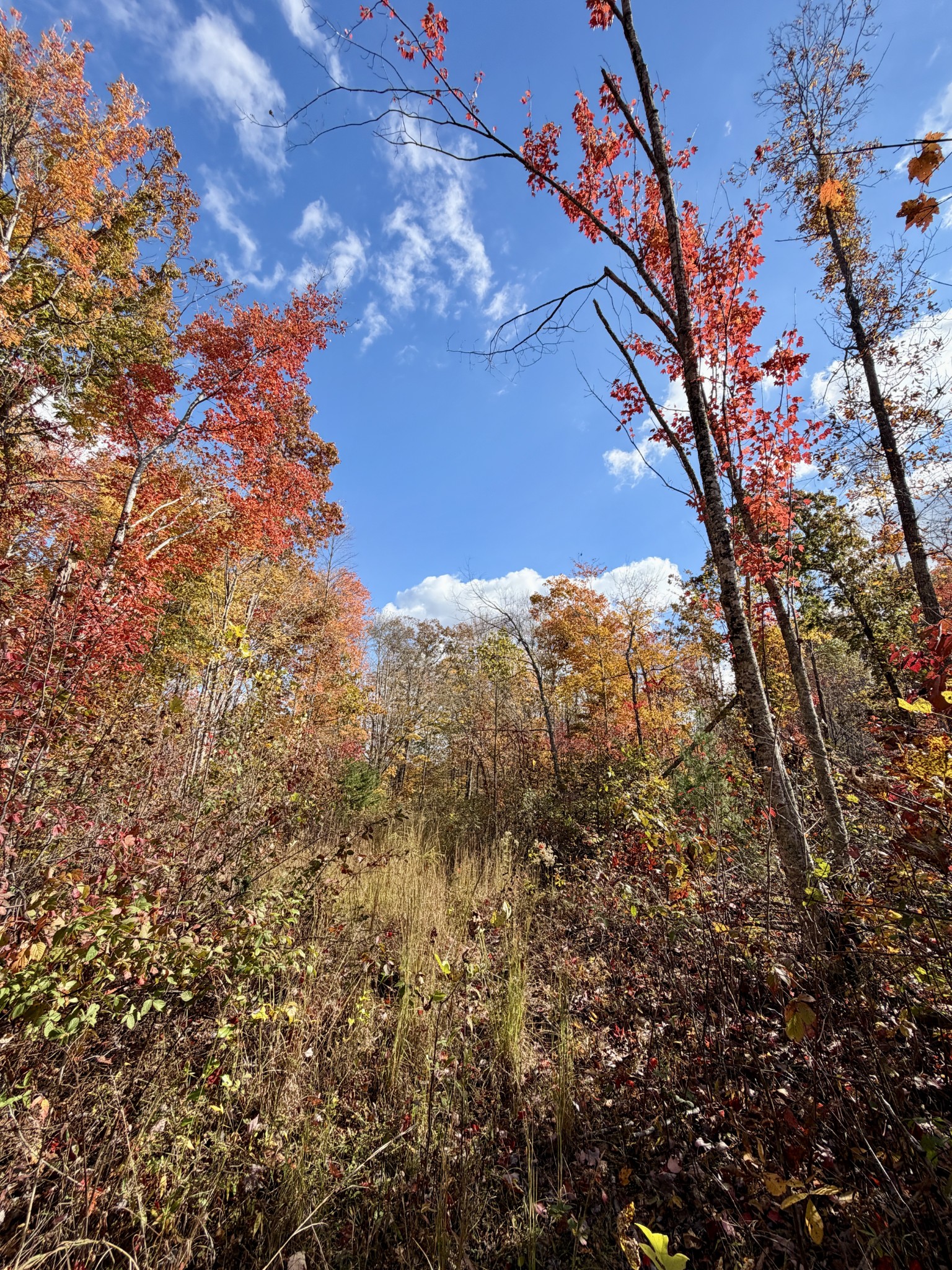 1 East Robbins Road East Robbins, TN 37852 - Photo 56 of 76 a view of a yard with a tree