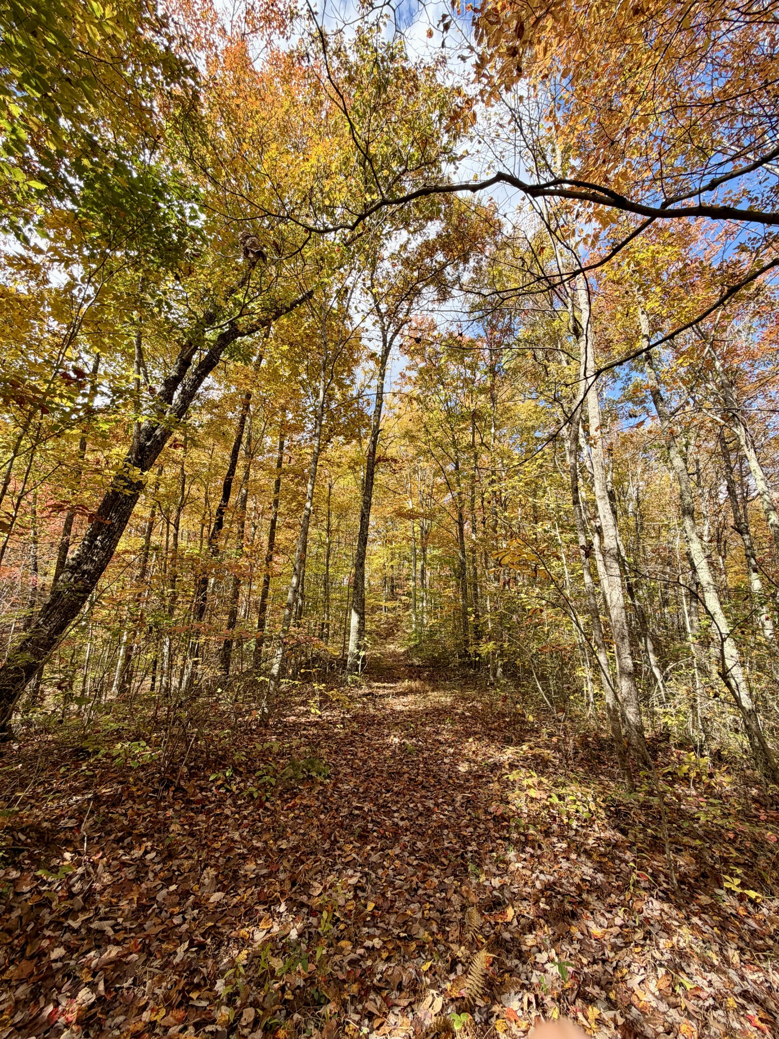 1 East Robbins Road East Robbins, TN 37852 - Photo 59 of 76 a view of yard with tree