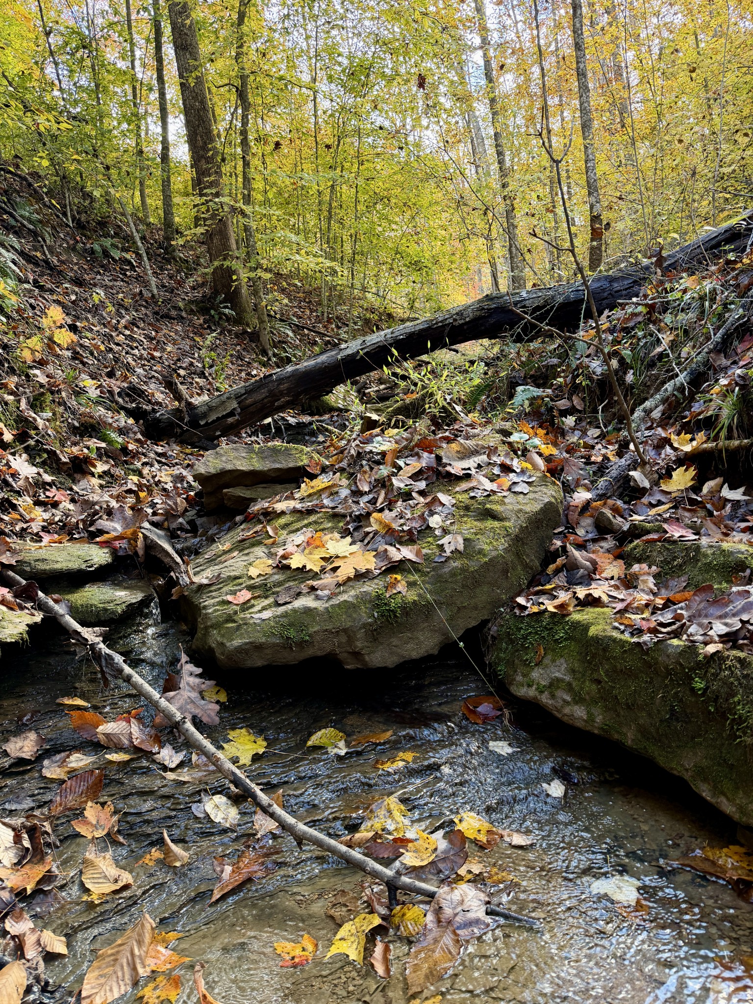 1 East Robbins Road East Robbins, TN 37852 - Photo 6 of 76 a view of car parked