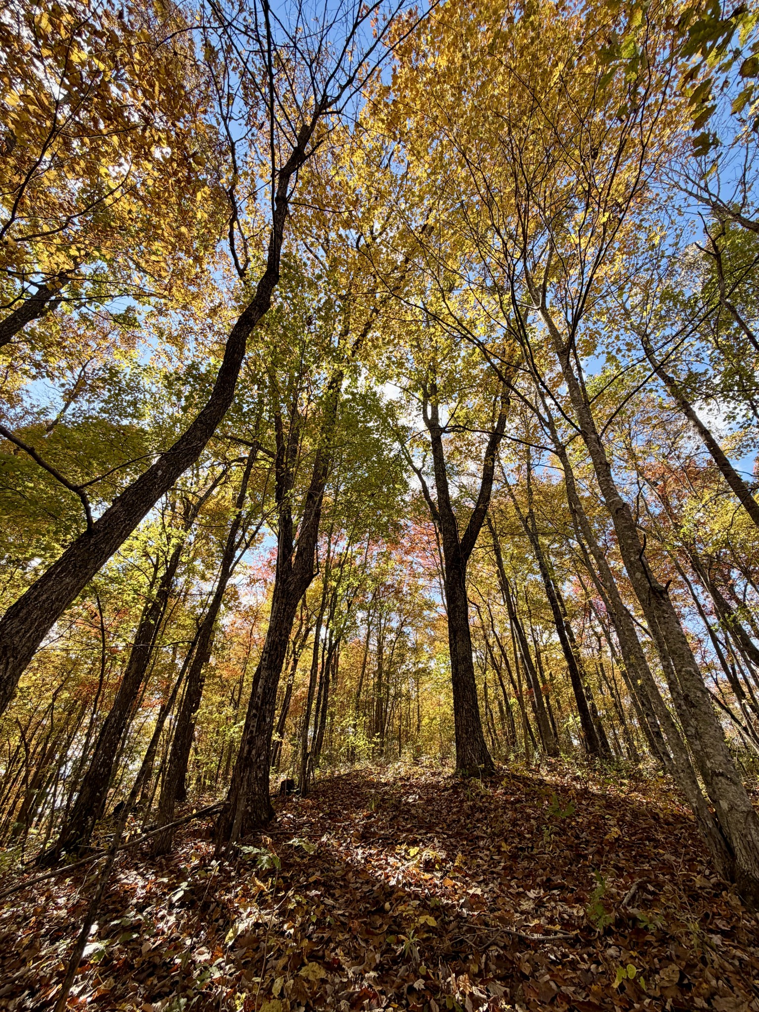1 East Robbins Road East Robbins, TN 37852 - Photo 62 of 76 a backyard of a house with lots of green space