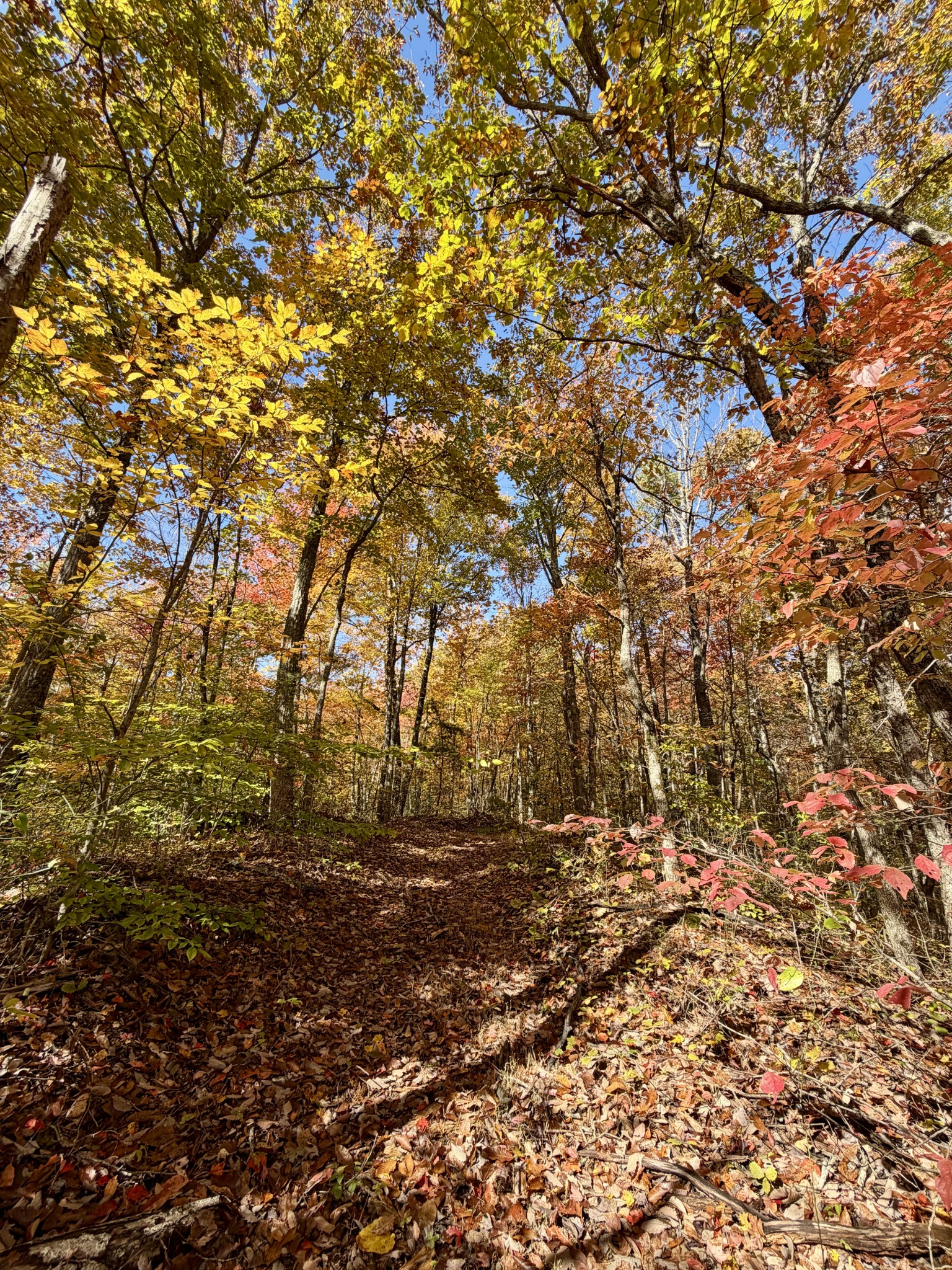 1 East Robbins Road East Robbins, TN 37852 - Photo 68 of 76 a view of outdoor space and a yard