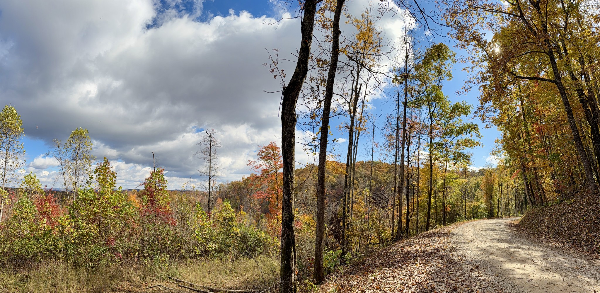 1 East Robbins Road East Robbins, TN 37852 - Photo 7 of 76 a view of a yard with plants and trees