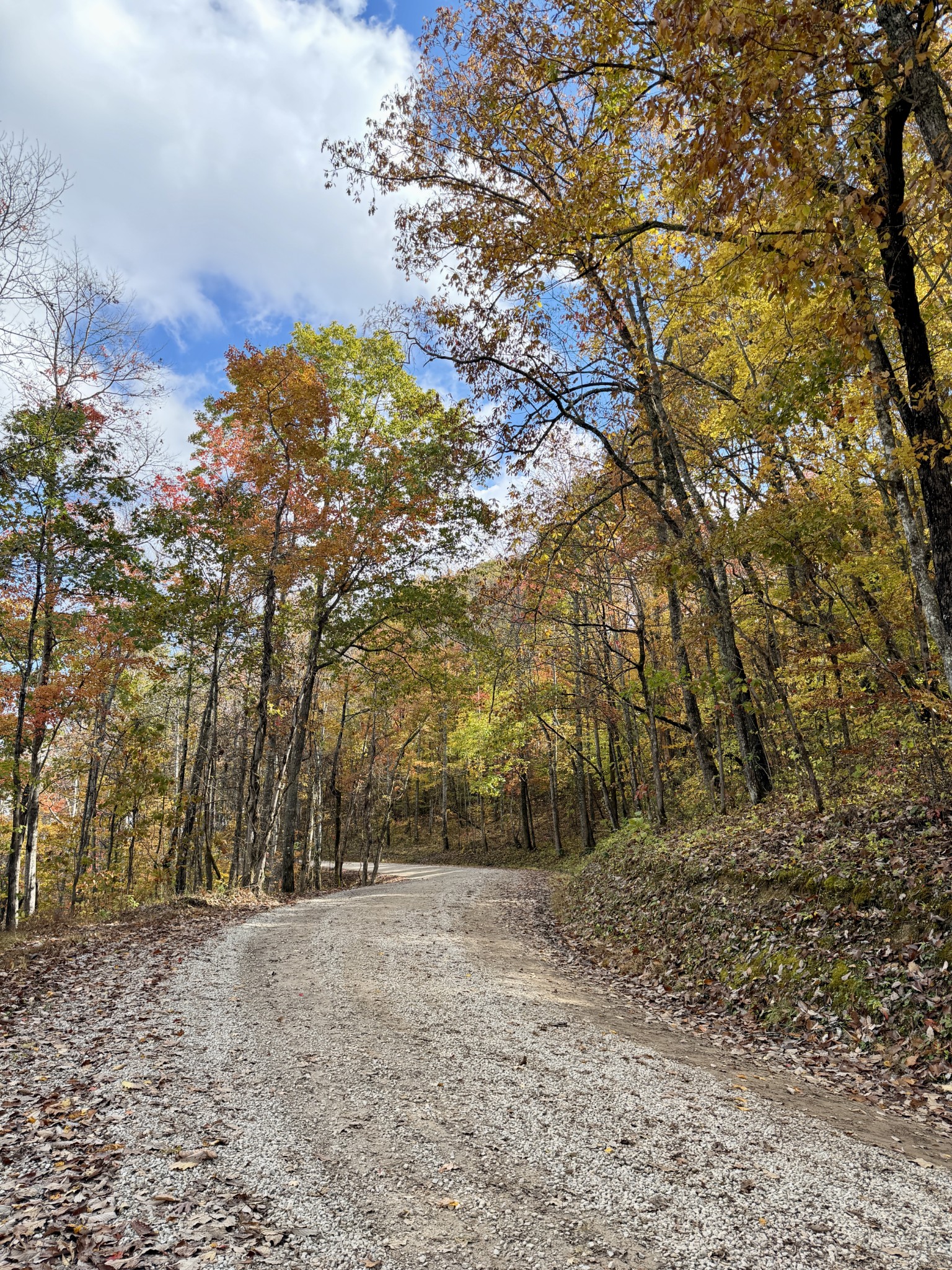 1 East Robbins Road East Robbins, TN 37852 - Photo 71 of 76 a view of a forest with trees in the background